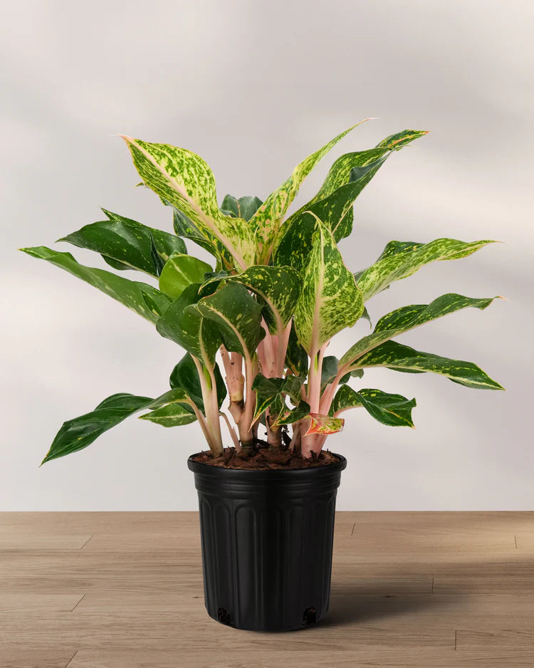 aglaonema sparkling sarah care Aglaonema 'Sparkling Sarah 14.5" – Wright's Market
