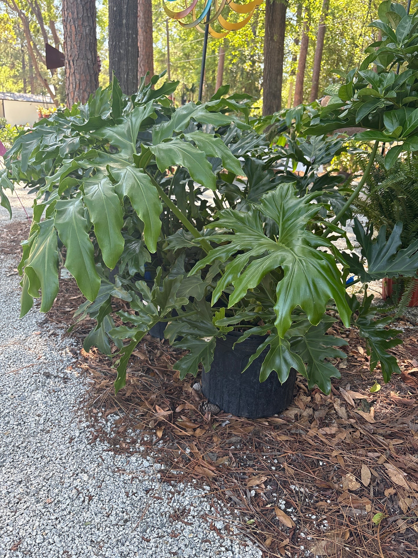 Philodendron (7 Gallon)