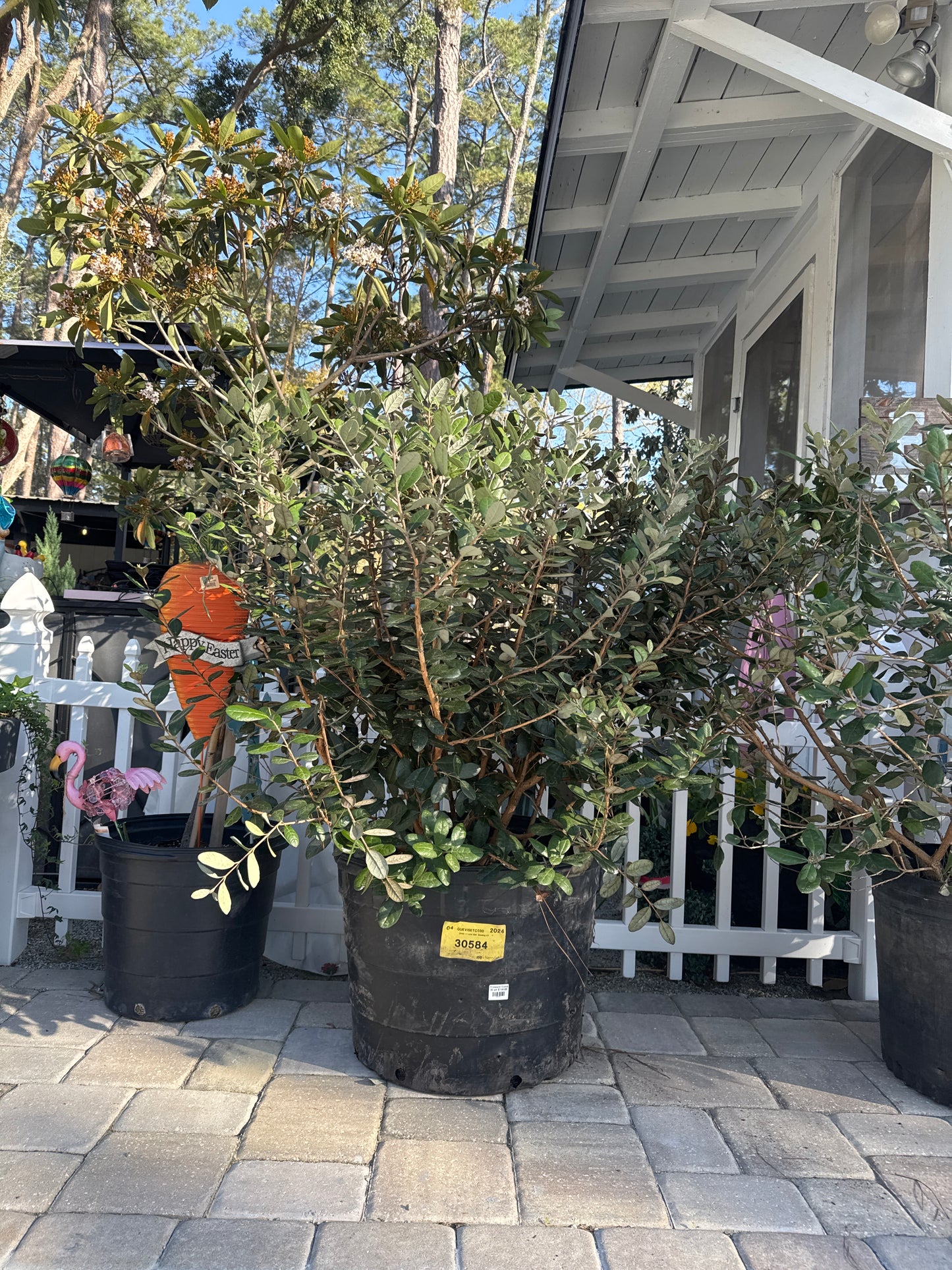 30 Gallon Pineapple Guava Tree