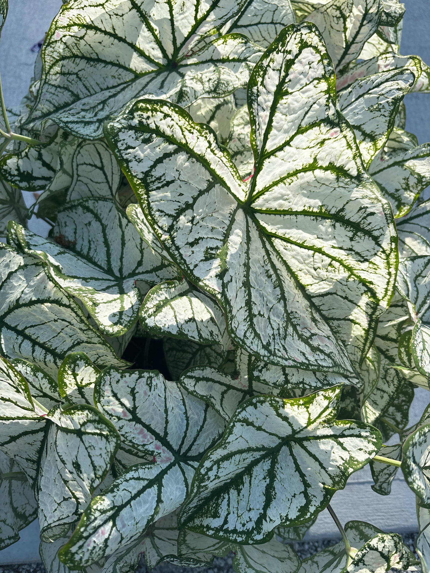 Caladium (4.5")