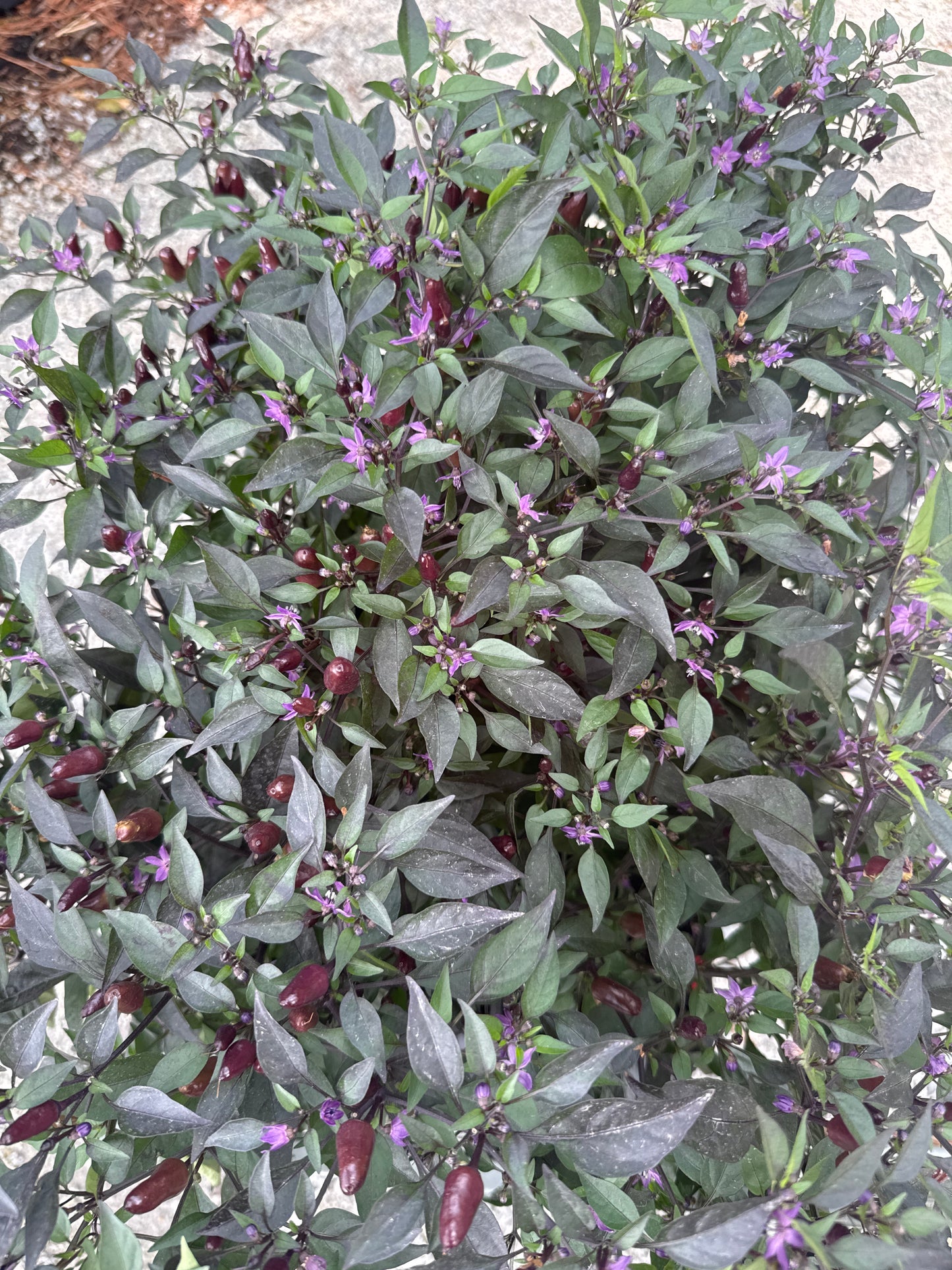 Purple Flash Pepper in 12" Planter Pot