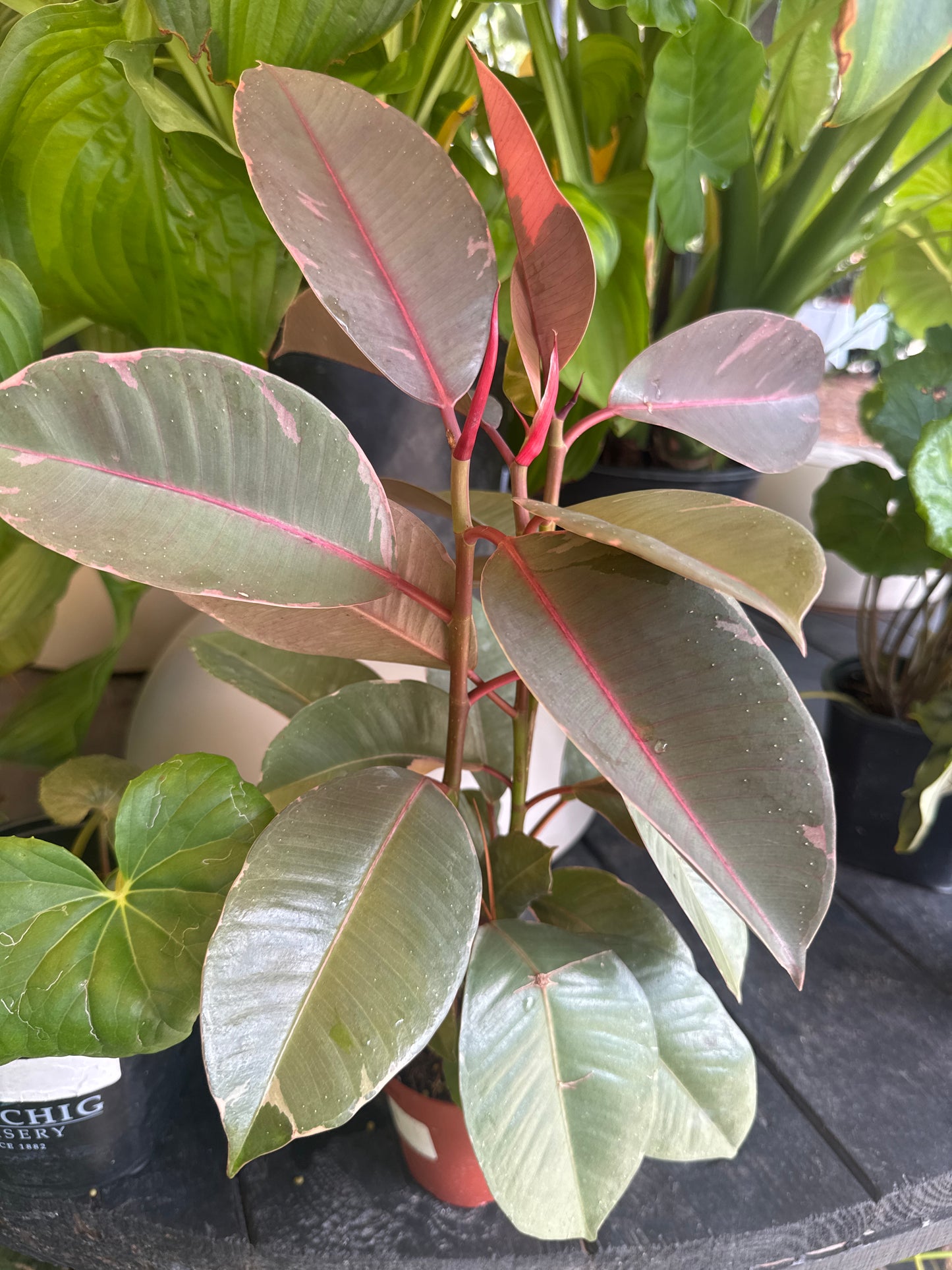 Ficus Elastica Ruby Red (4")