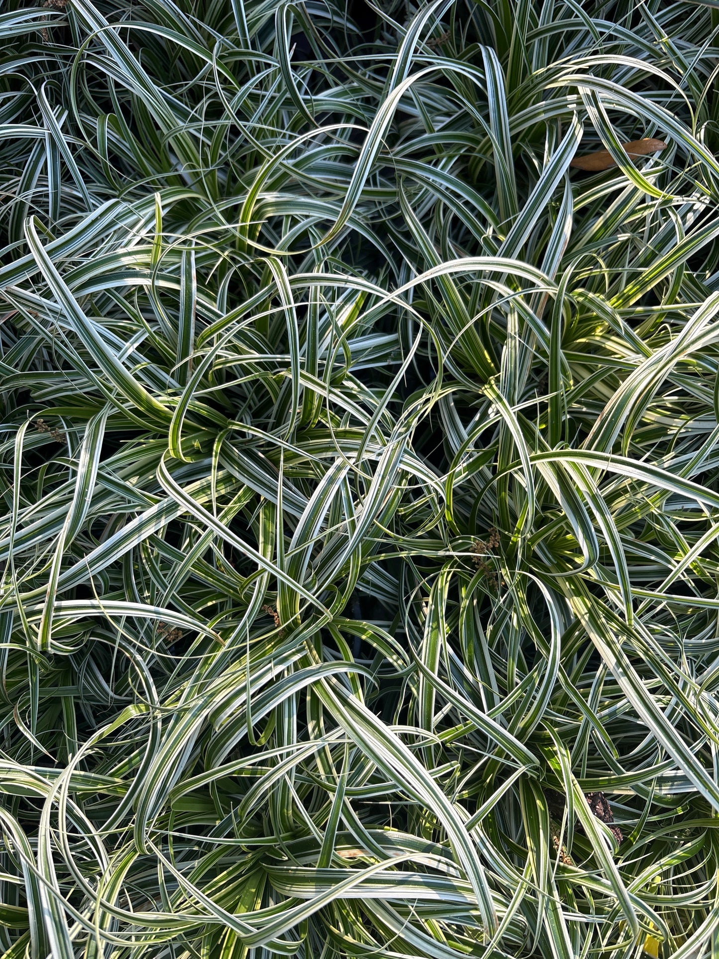 Carex Feather Falls (4.5")