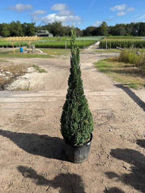 Blue Point Juniper Patio Tree – 5 Gallon