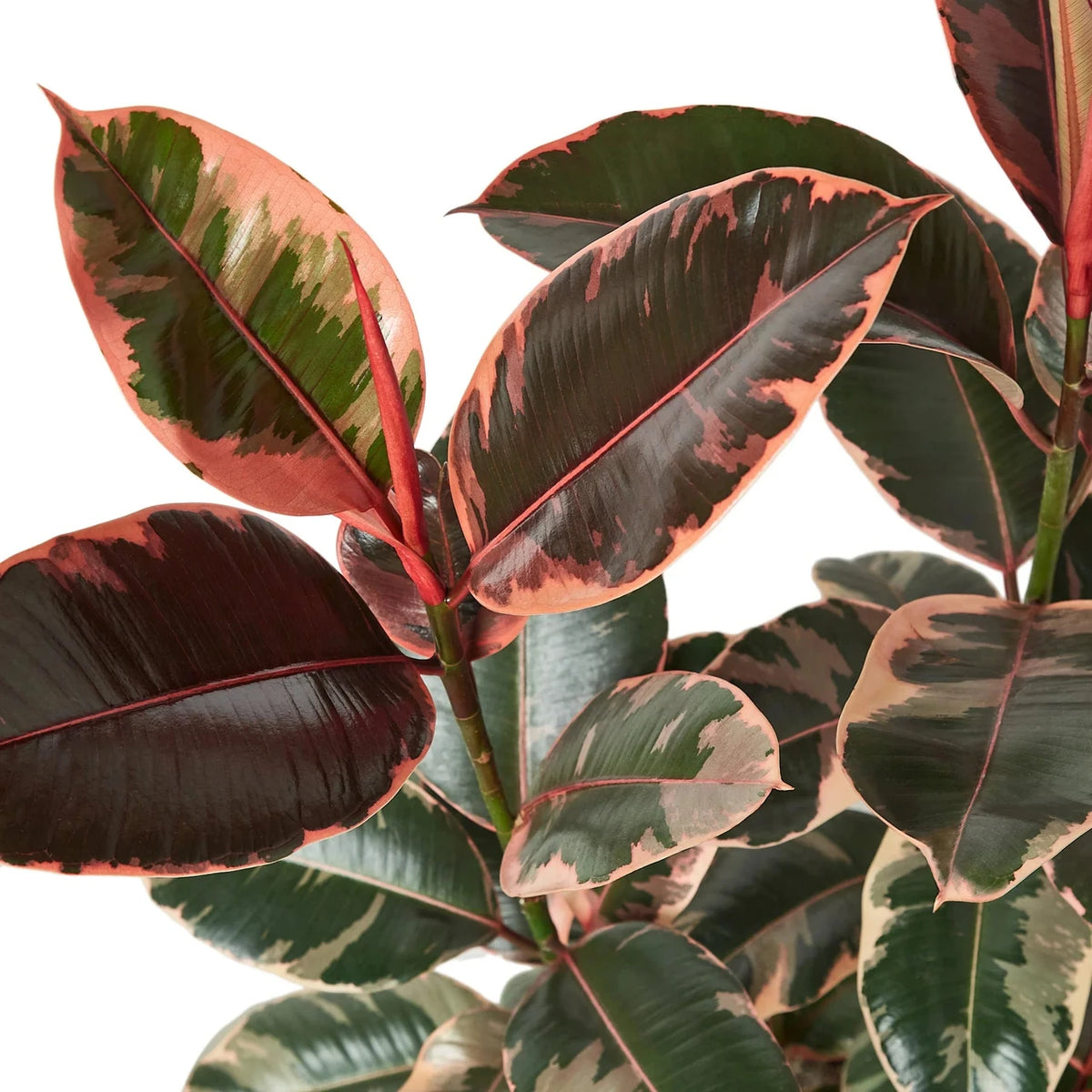 Ficus Elastica 'Ruby' – 6" Pot