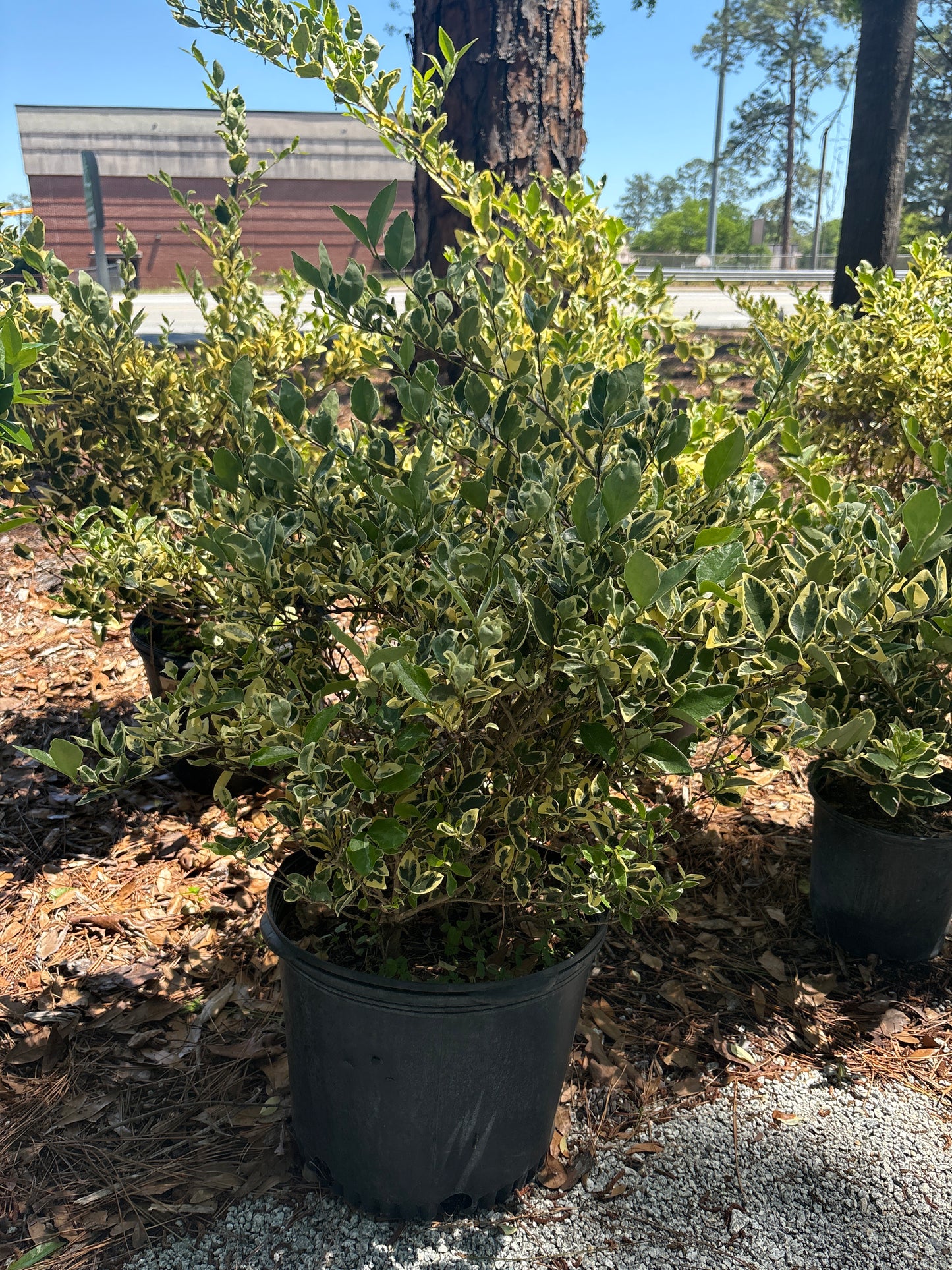 Jack Frost Ligustrum