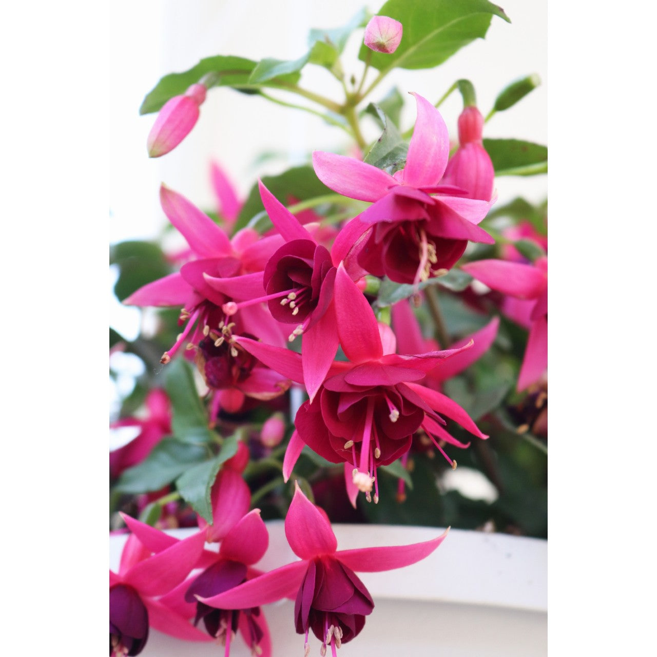 Fuchsia ‘President George Bartlett’ Hanging Basket