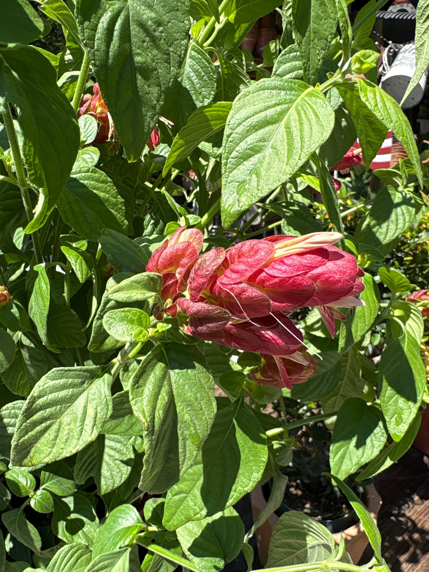 Red Justicia Shrimp Plant β 3 Gallon β€οΈπ¦πΏ