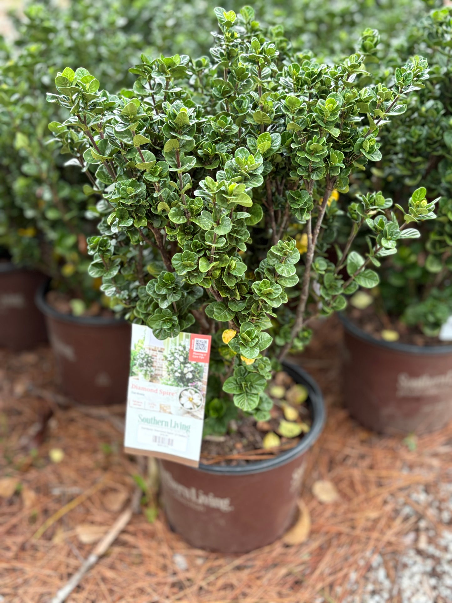 Gardenia 'Diamond Spire' (3 Gallon)