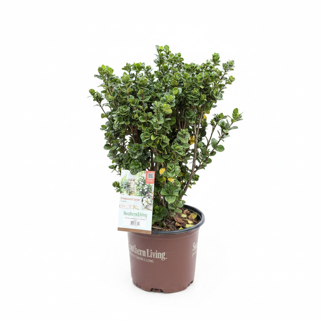 Gardenia 'Diamond Spire' (3 Gallon)