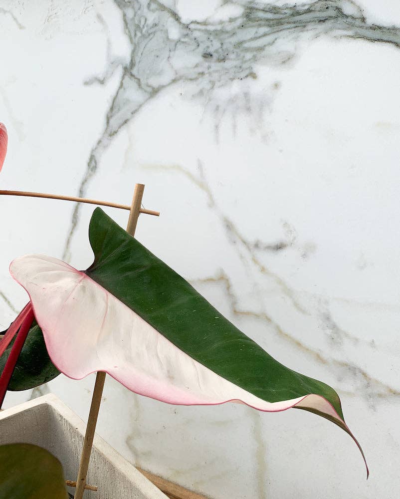 6" Pink Princess Philodendron