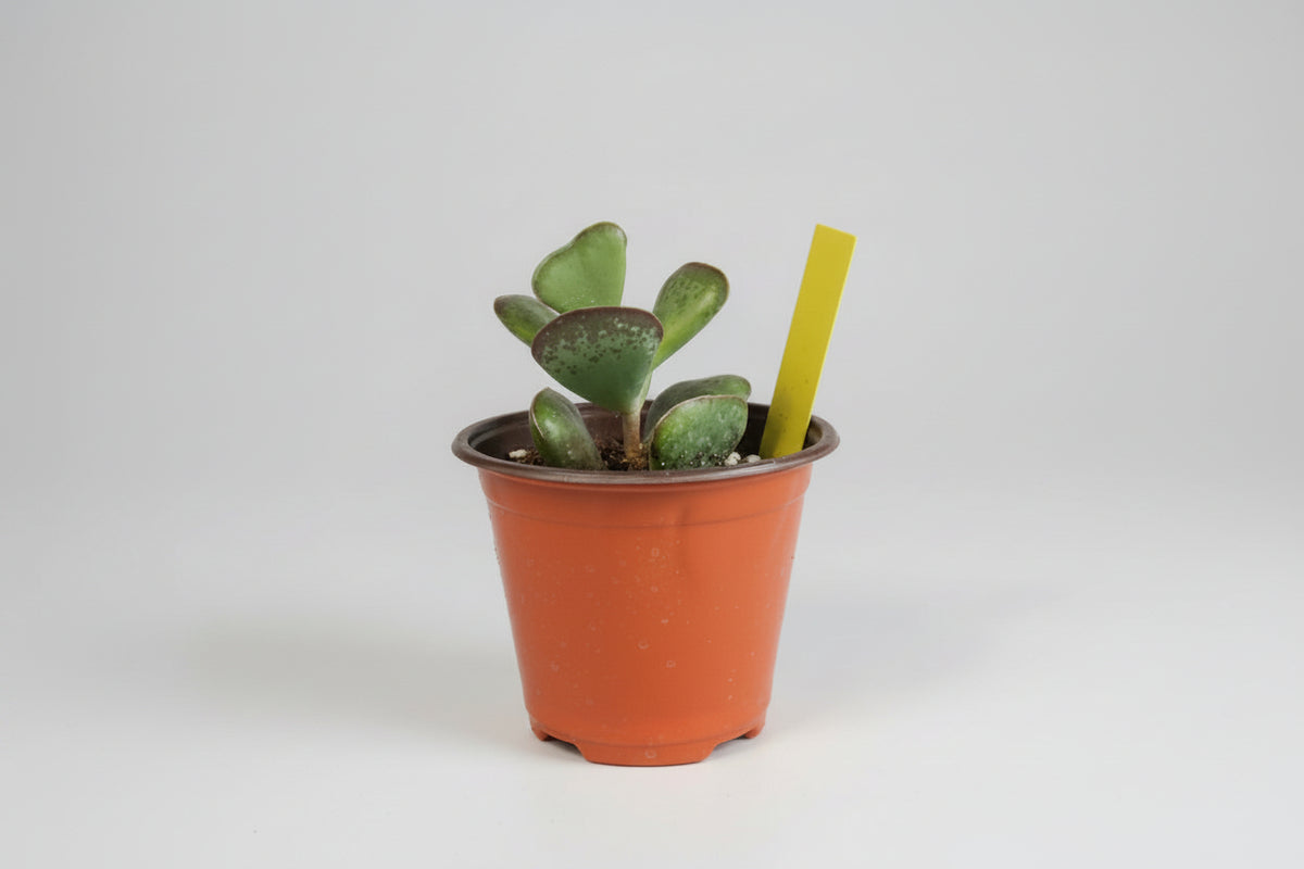 Calico Hearts Succulent (4.5")