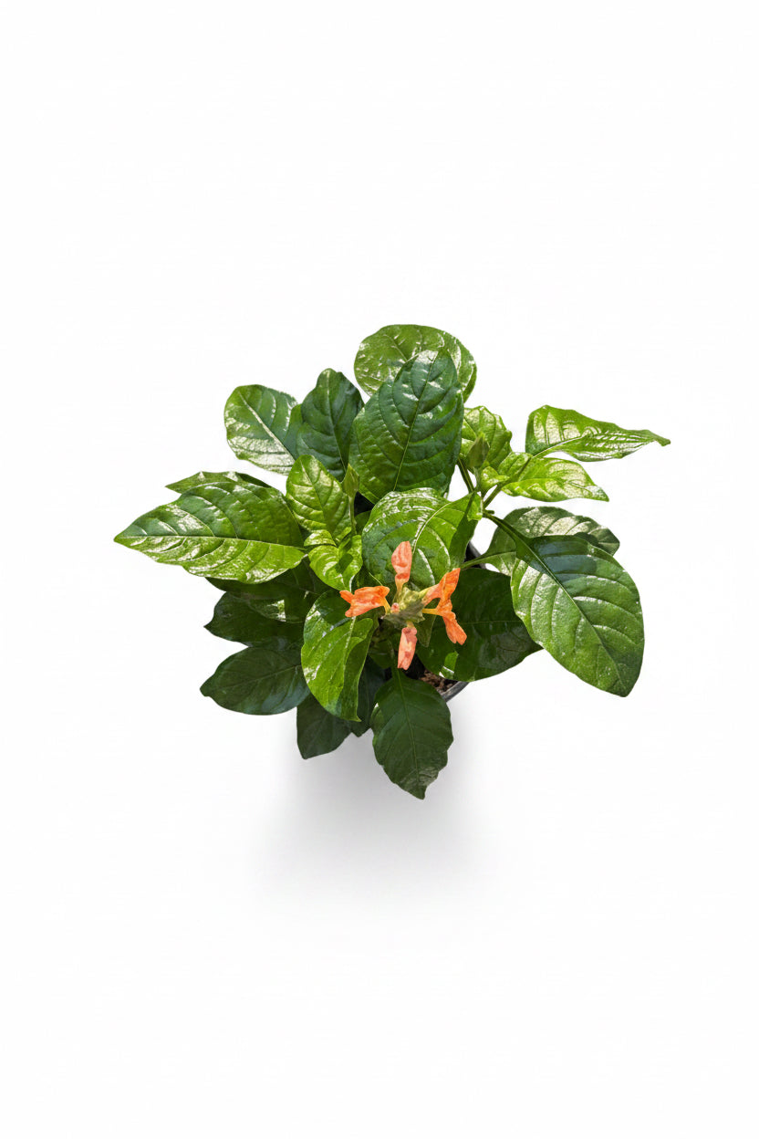 Crossandra ‘Orange Marmalade’ – 4.5” Pot
(The Firecracker Flower with Southern Charm)