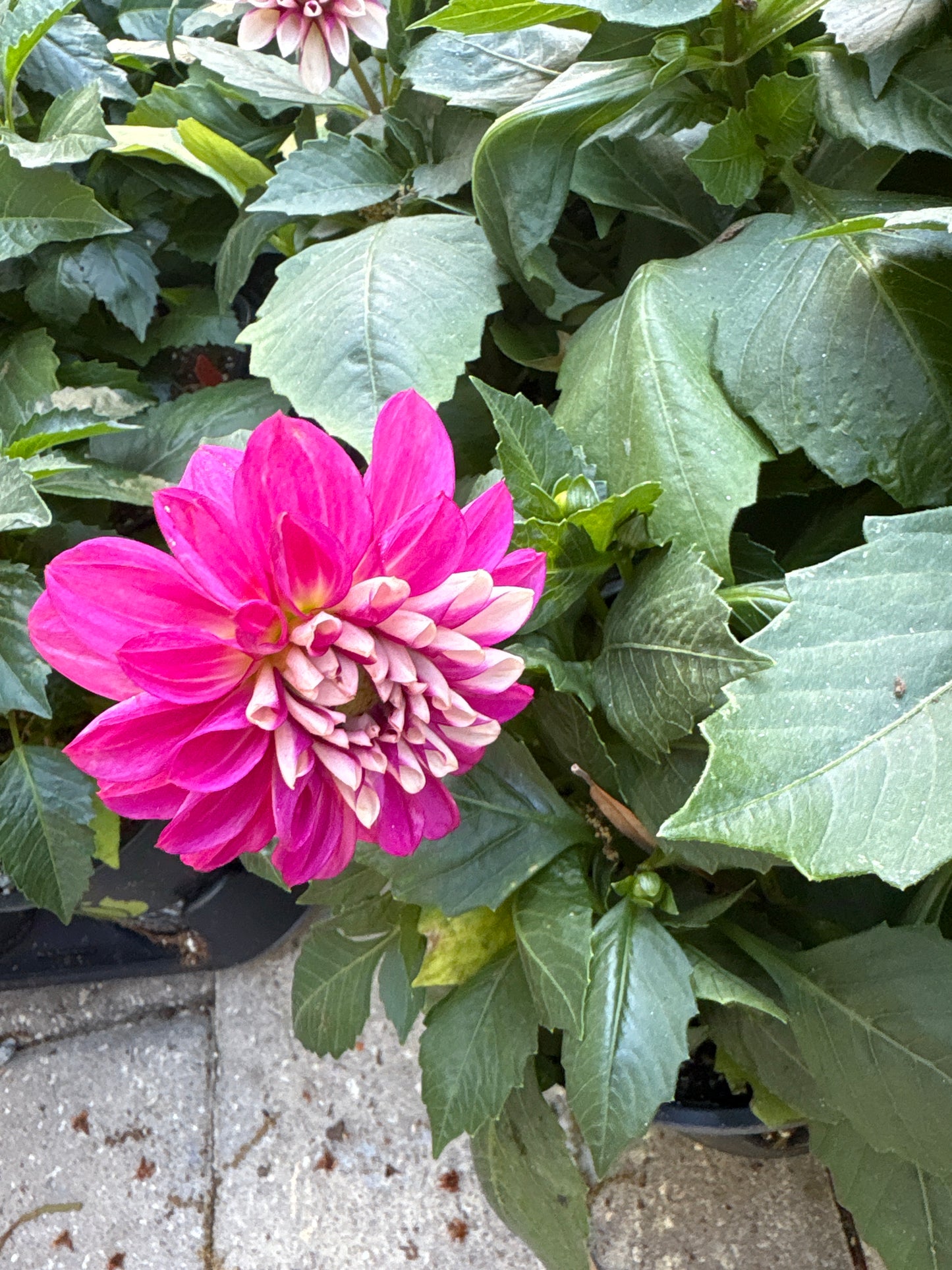 Dahlia (1 Gallon)