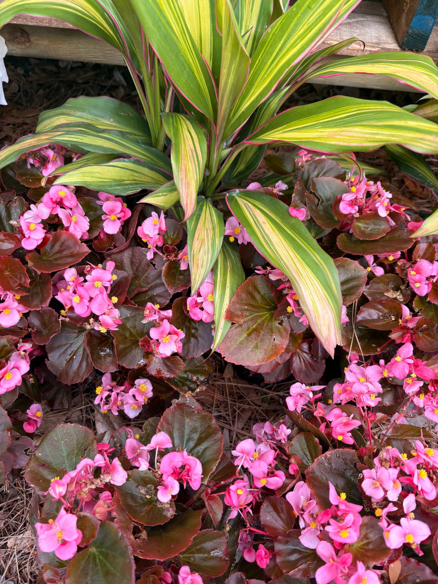 Pink Begonia (1 Gallon)