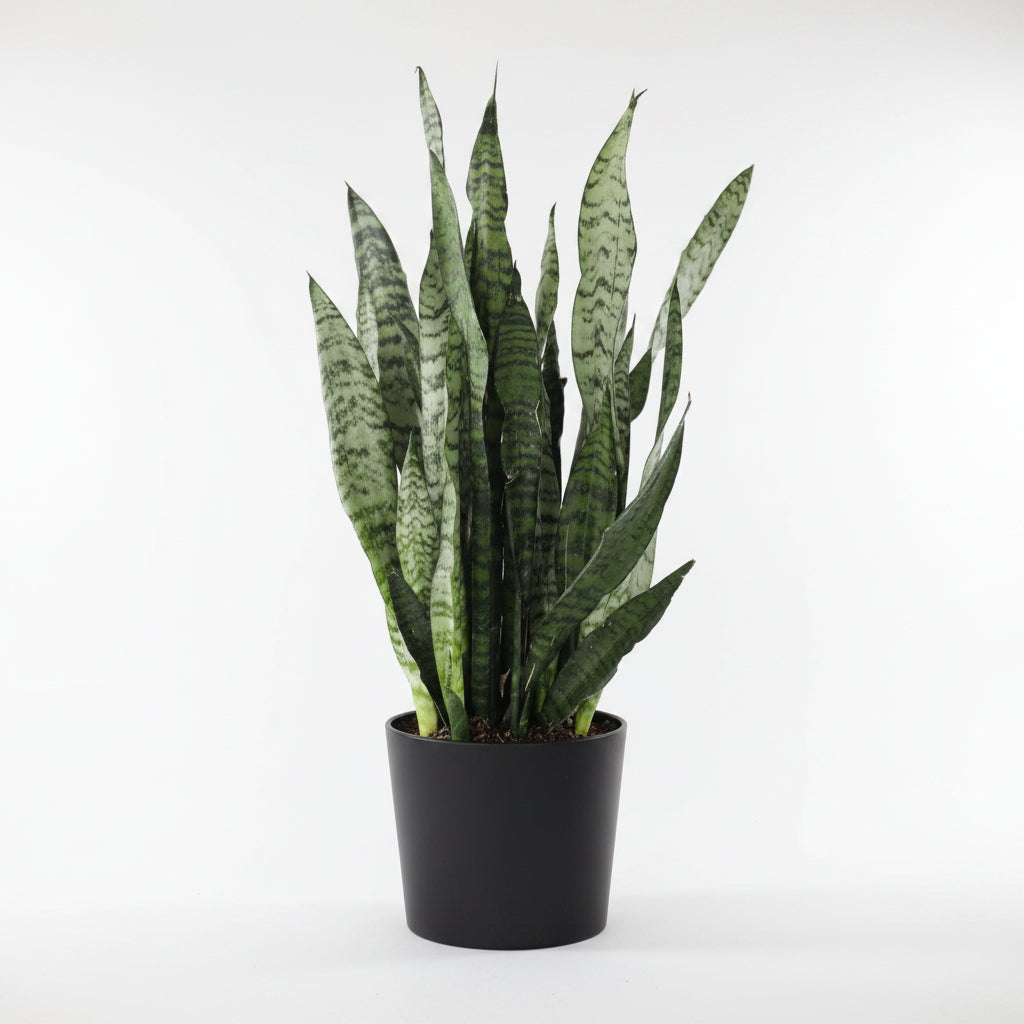 Sansevieria | Snake Plant (6")