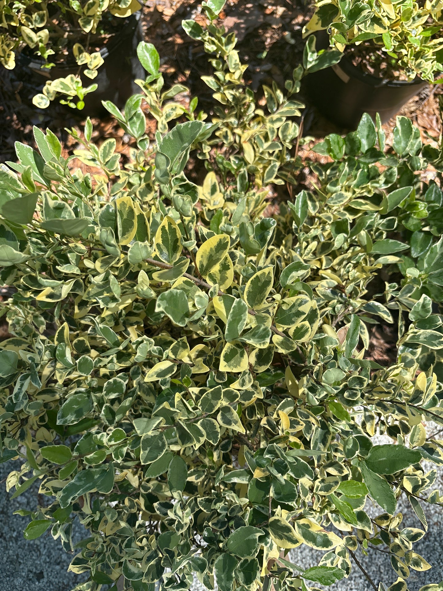 Jack Frost Ligustrum