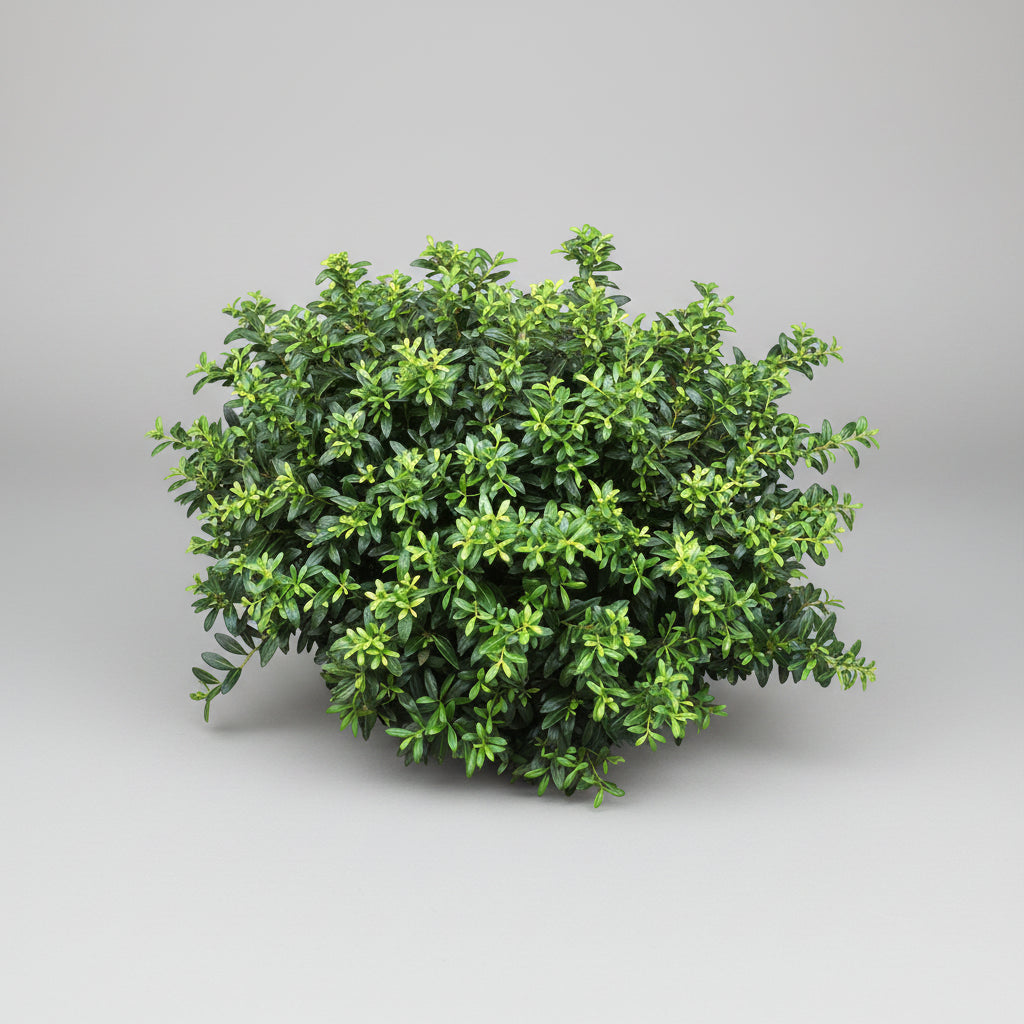 Soft Touch Holly (3 Gal)