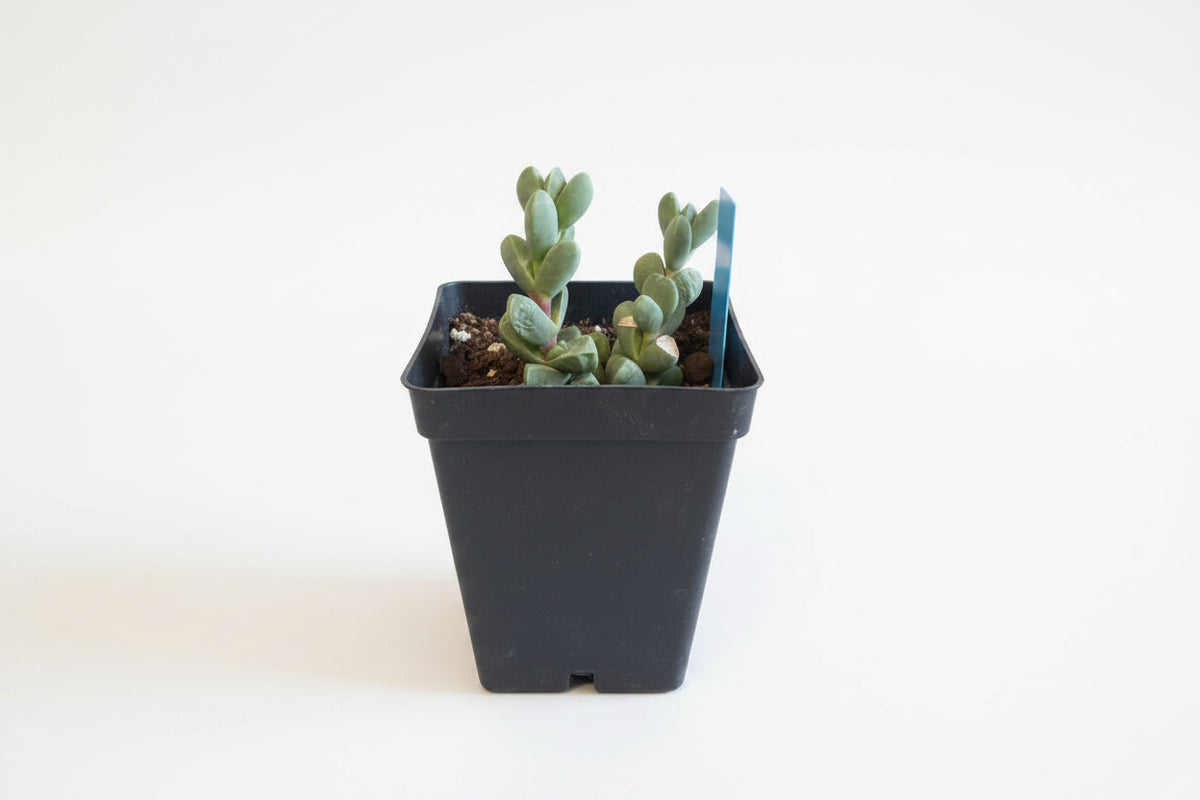 Ice Plant Succulent (4")