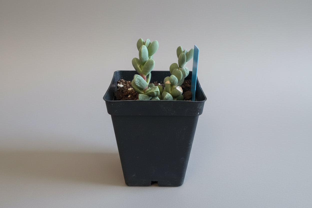 4" Ice Plant Succulent (Delosperma spp.)