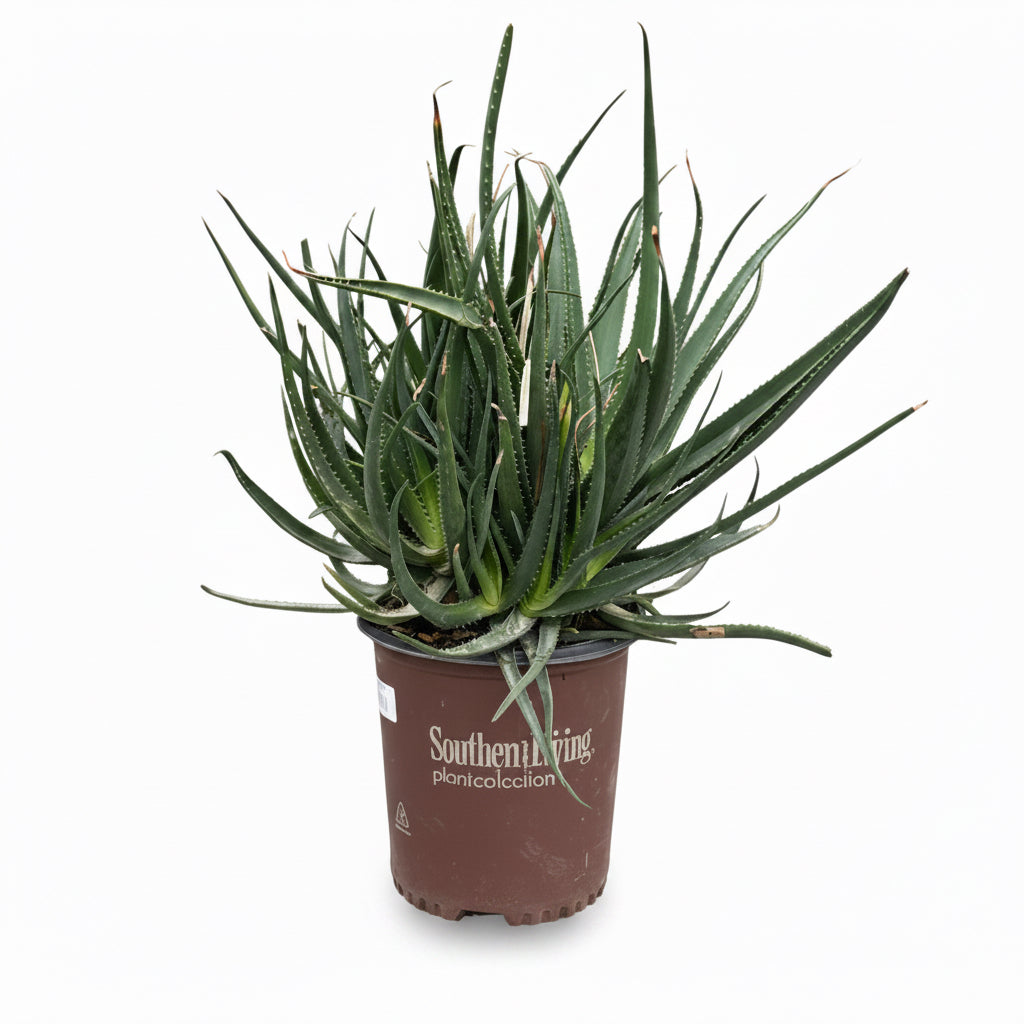 Aloe ‘Safari Rose’
