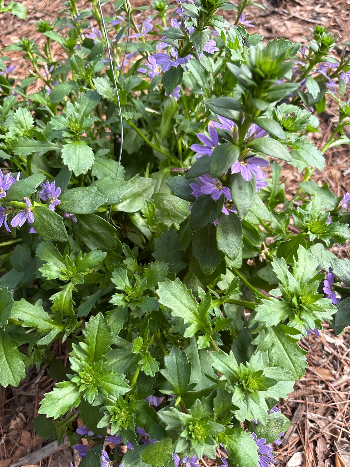 Calibrachoa Hanging Basket (12")