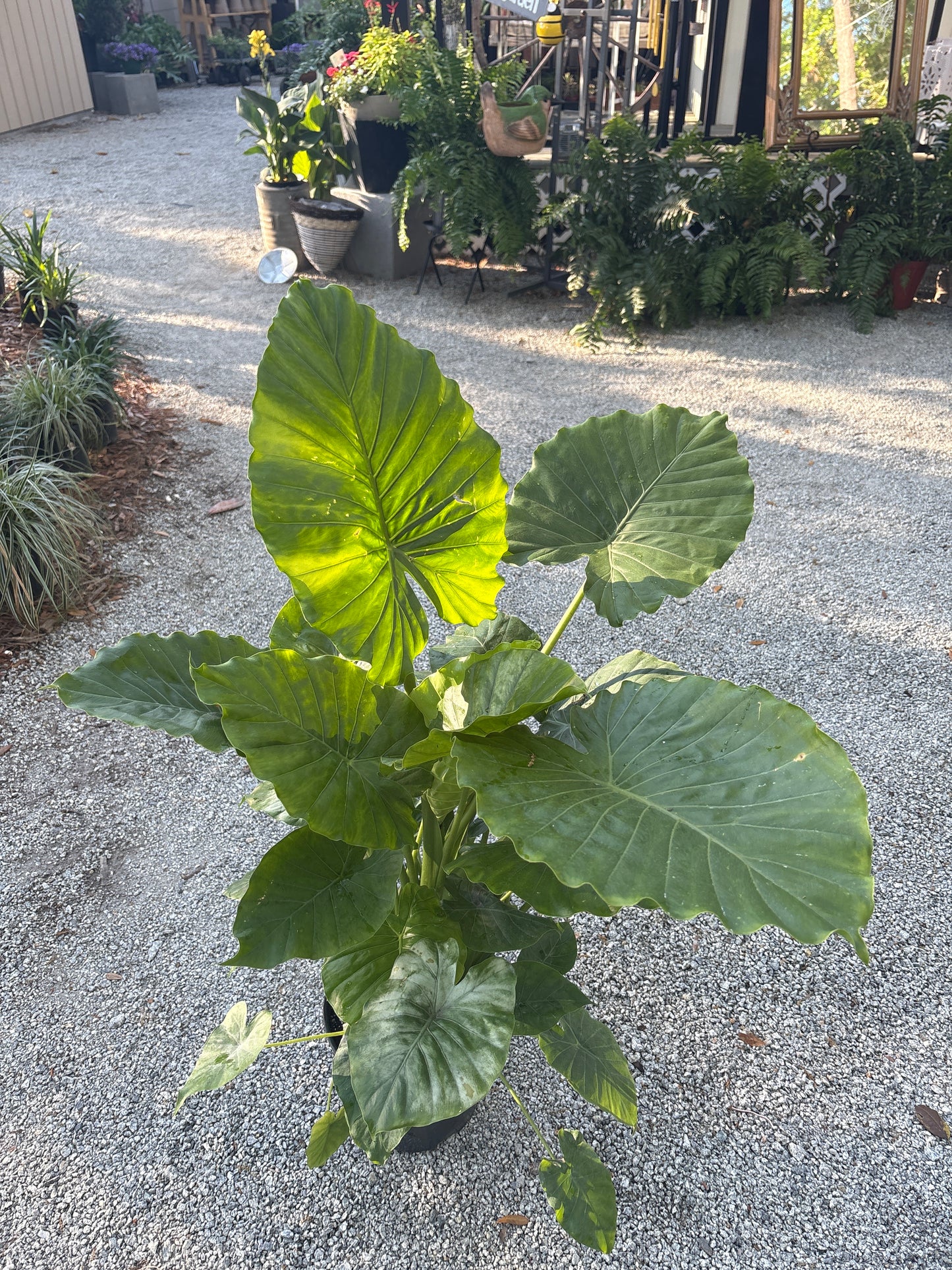 Alocasia California (3 Gallon)