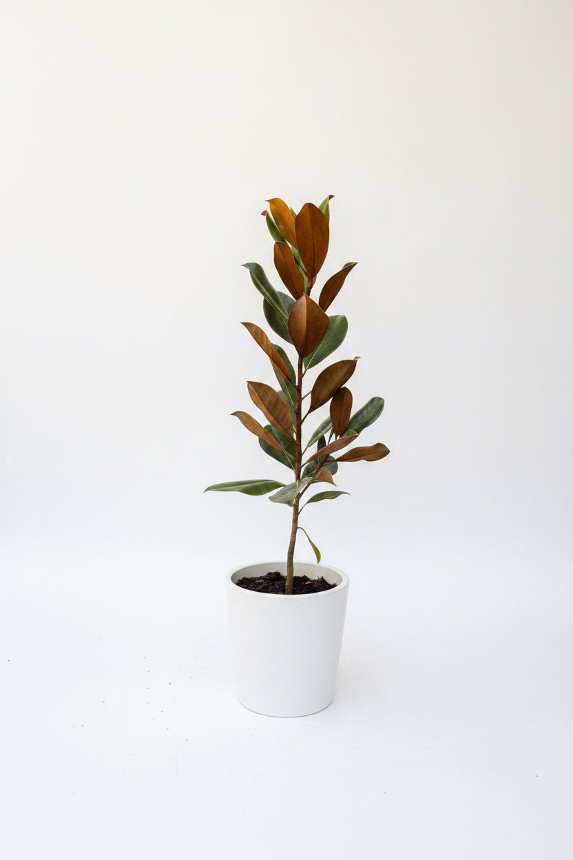 Magnolia Tree (3 Gal)