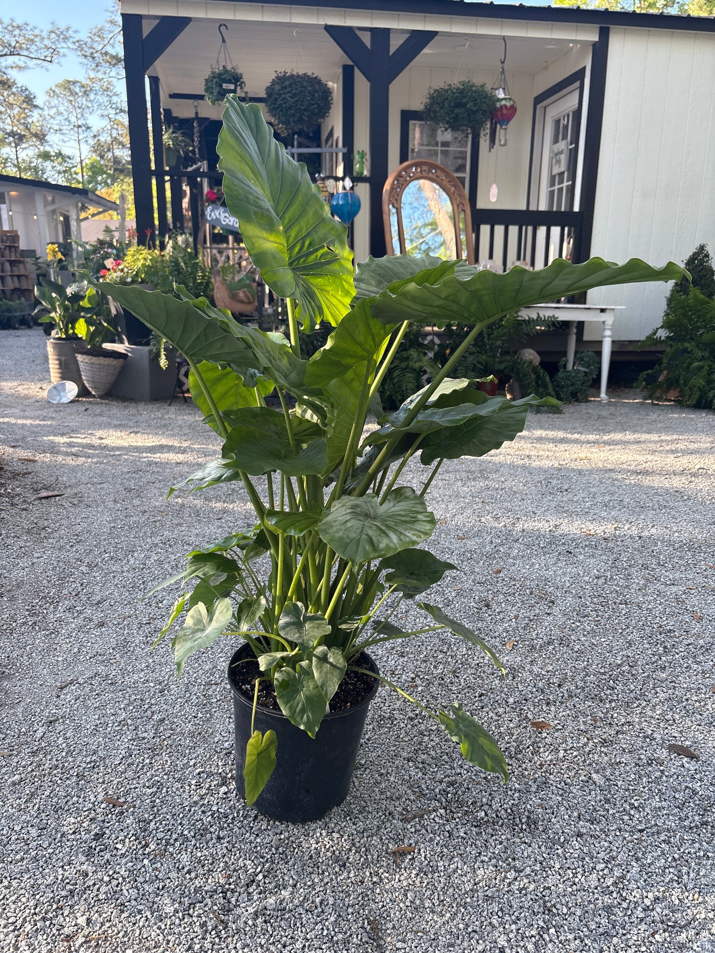 Alocasia California (3 Gallon)