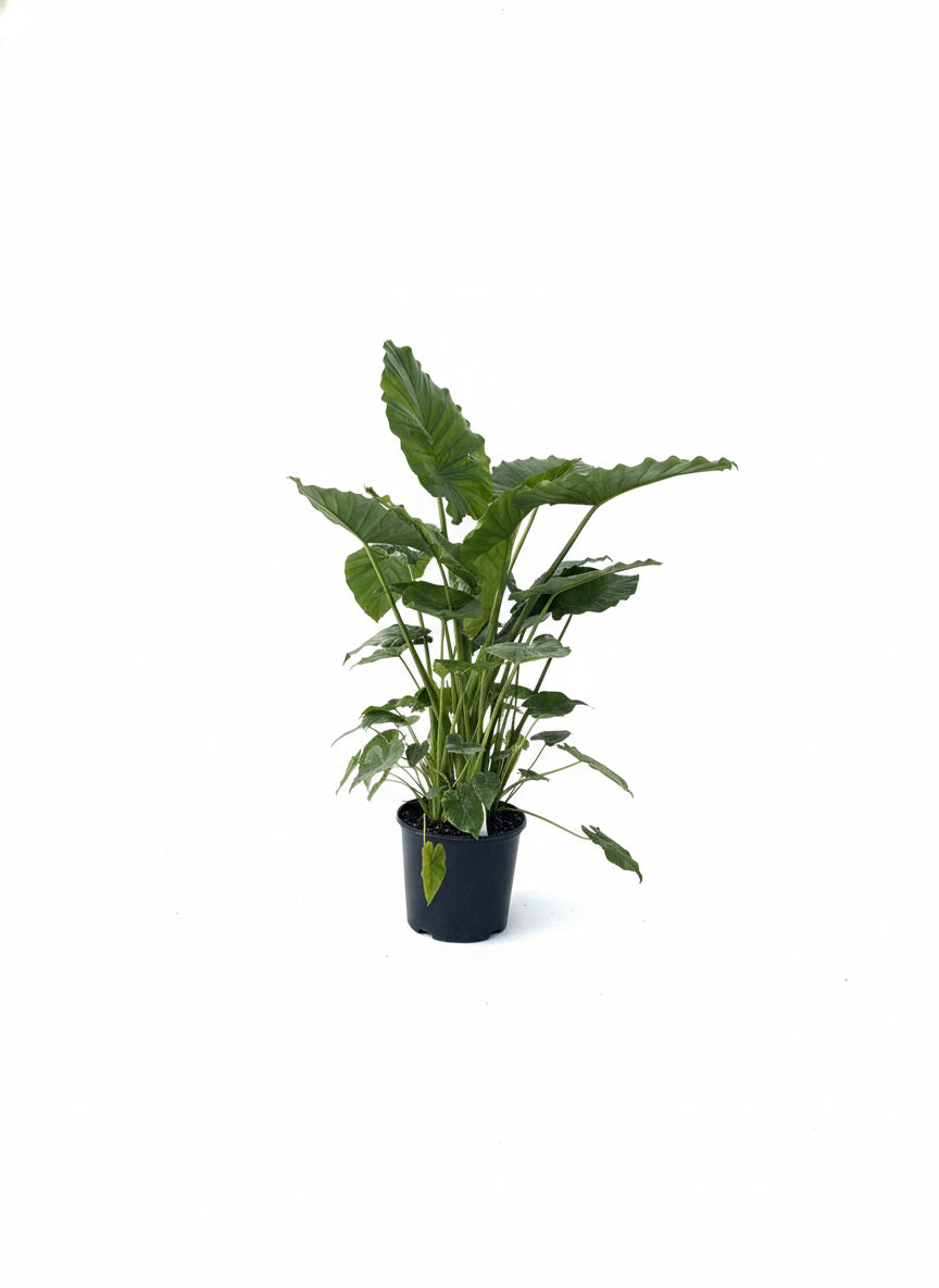 Alocasia (3 Gallon)