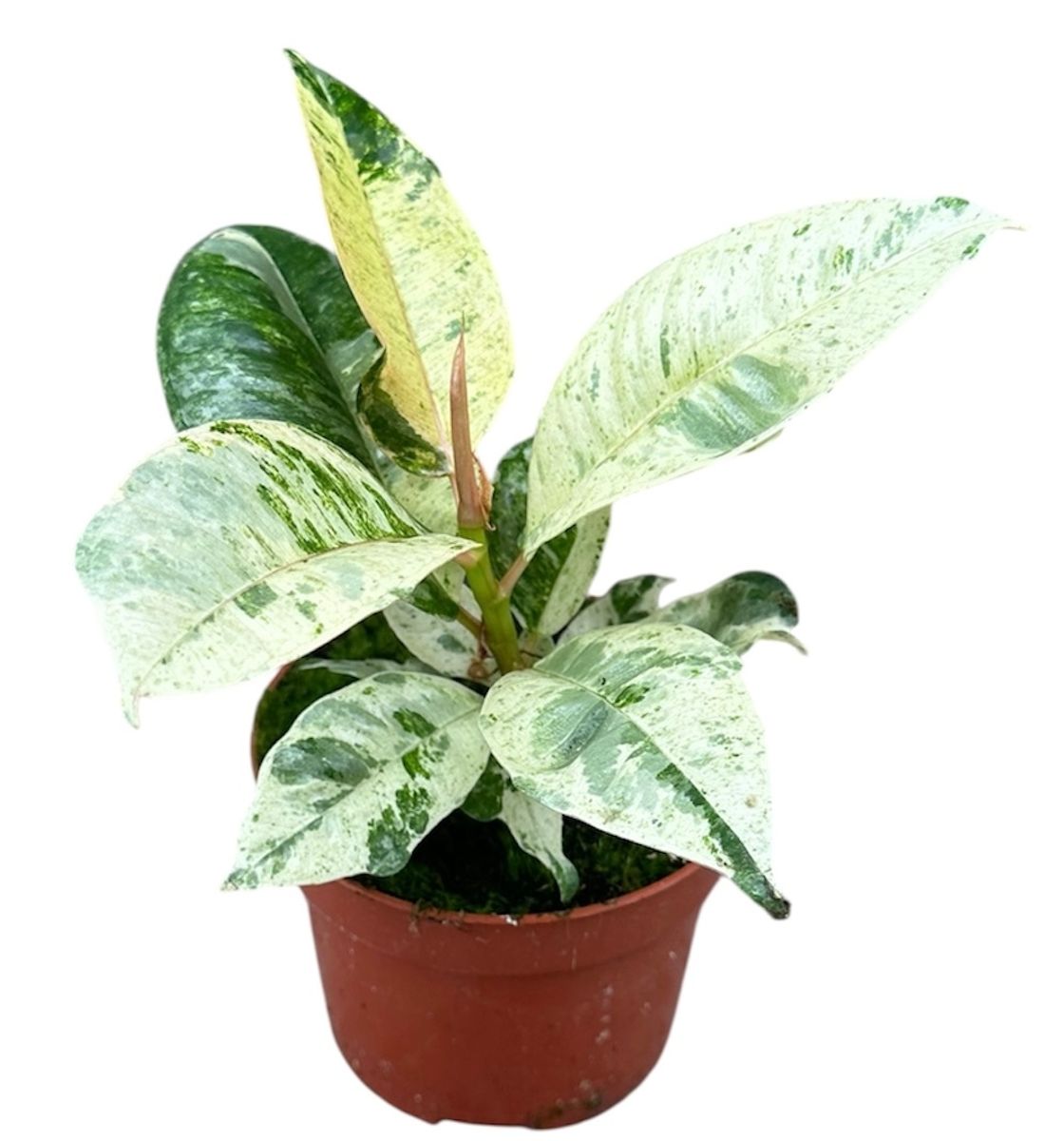 Ficus Shivereana 'Moonshine' – 8" Pot