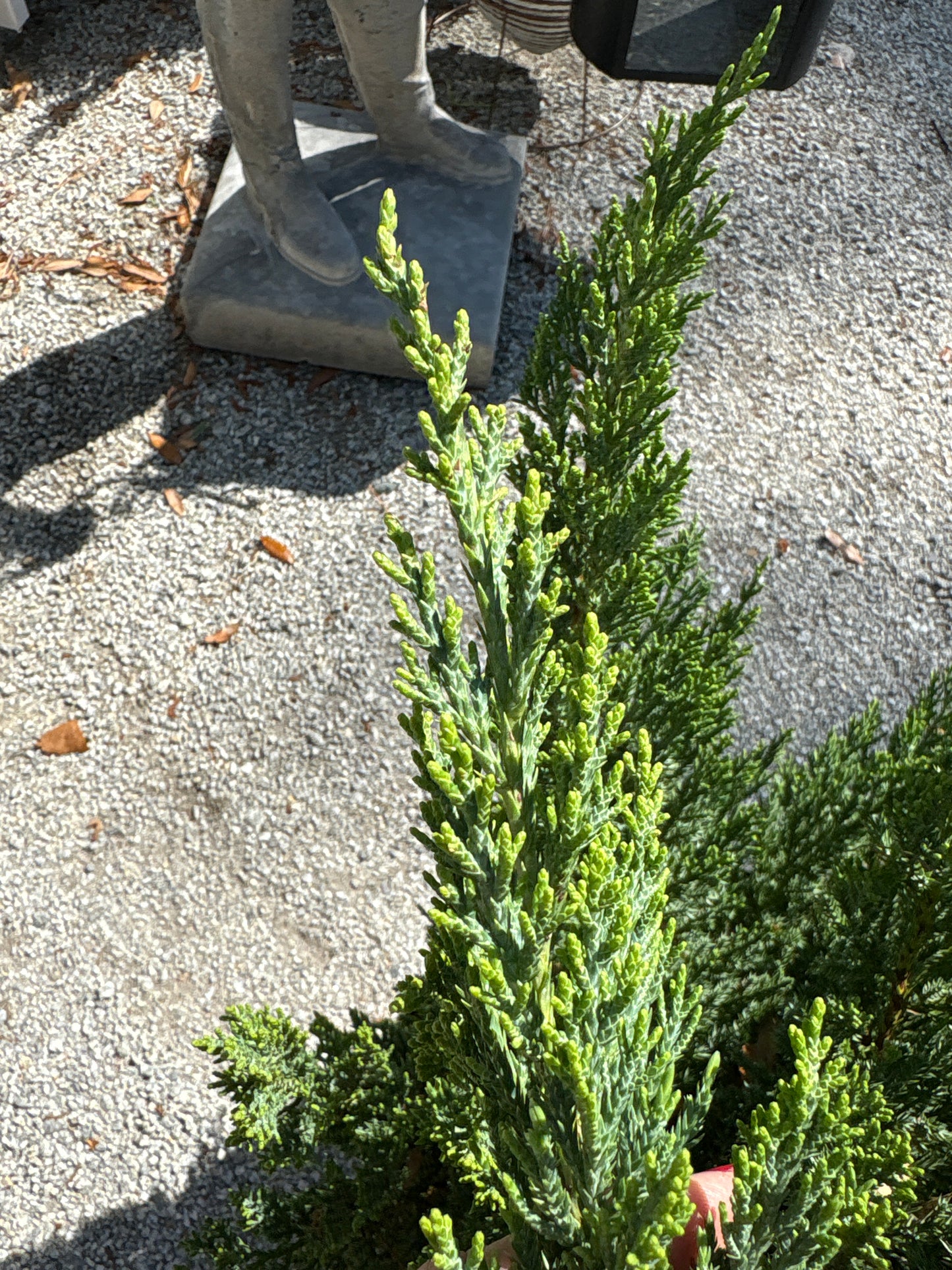 Juniper Blue Point 7 Gallon