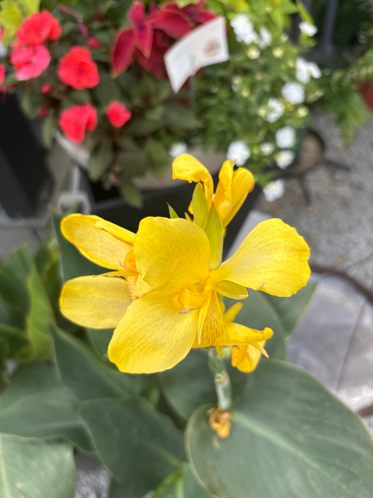 Calla Lily 1 Gal