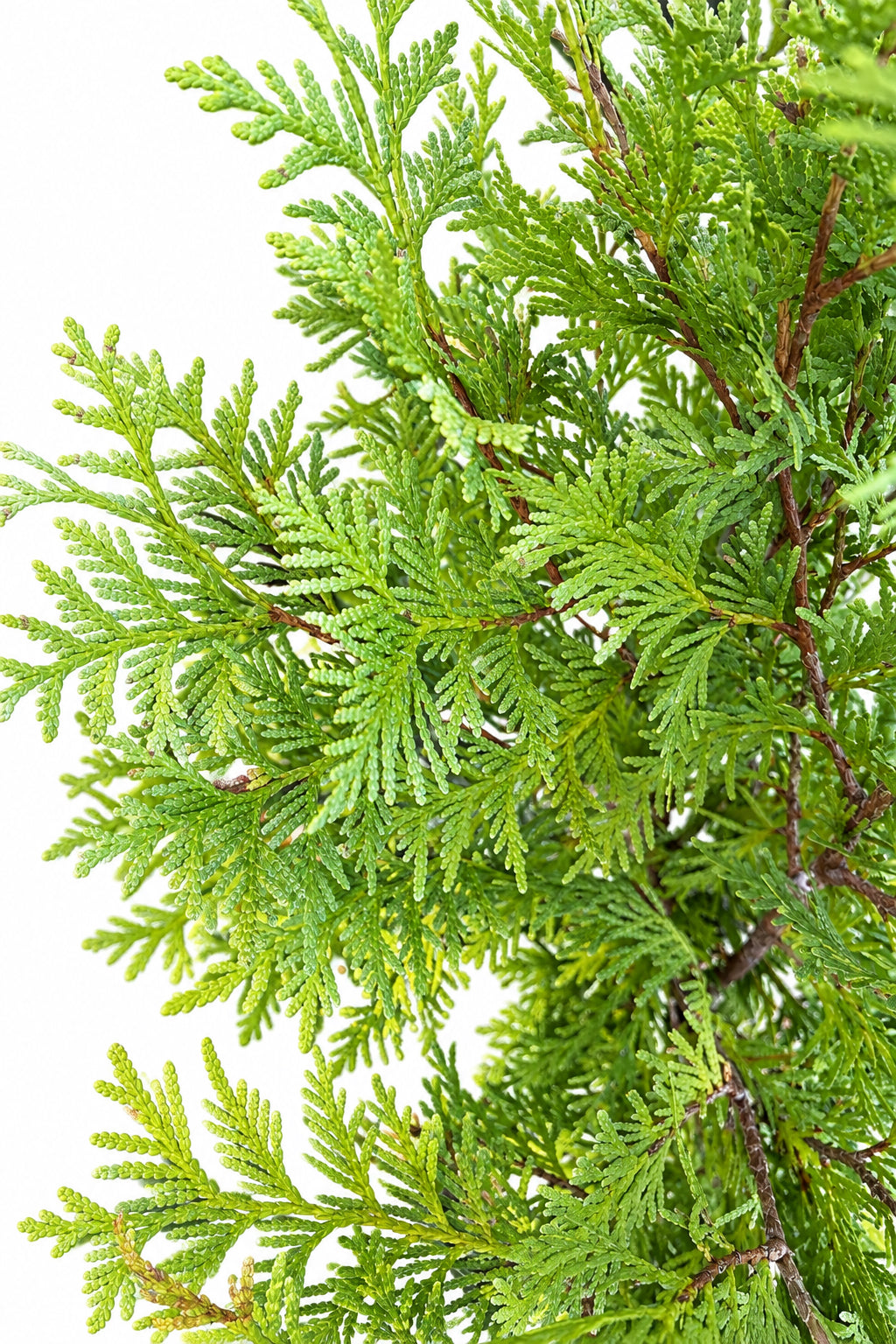 Lemon Burst Arborvitae (3 Gal)
