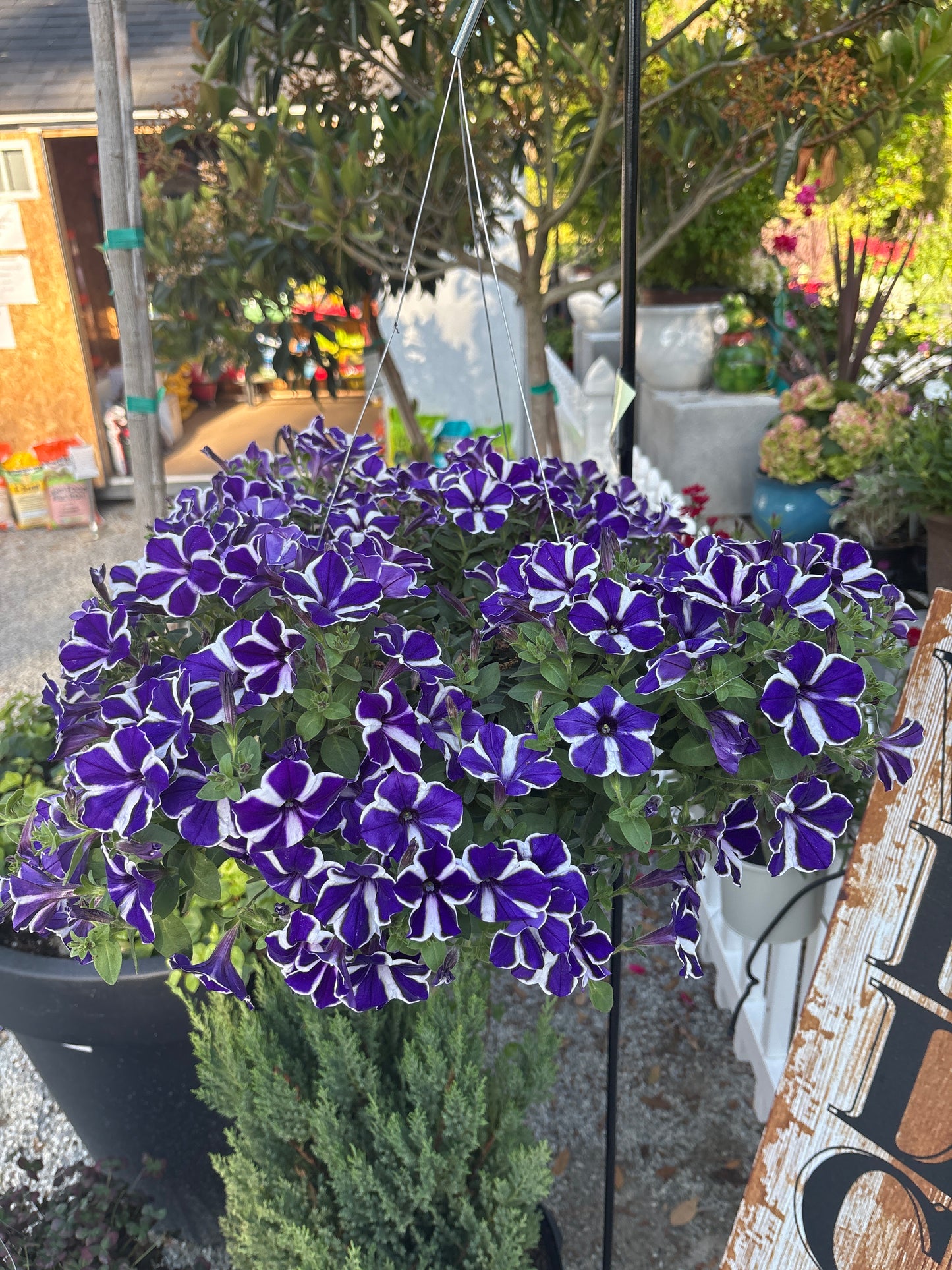 Petunia HB