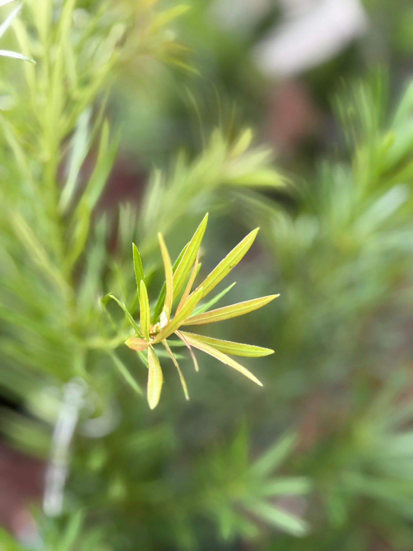 Podocarpus 'Mood Ring'