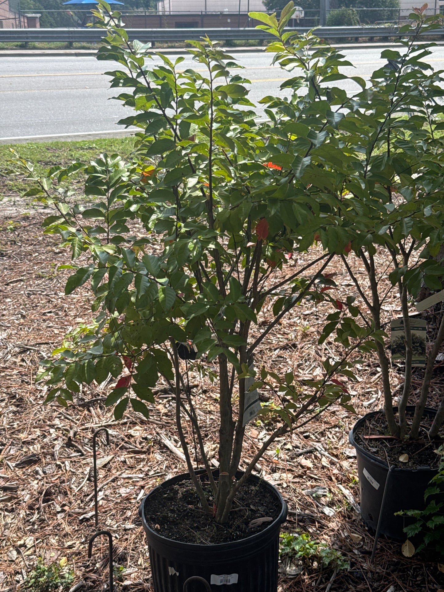Crape Myrtle Tree