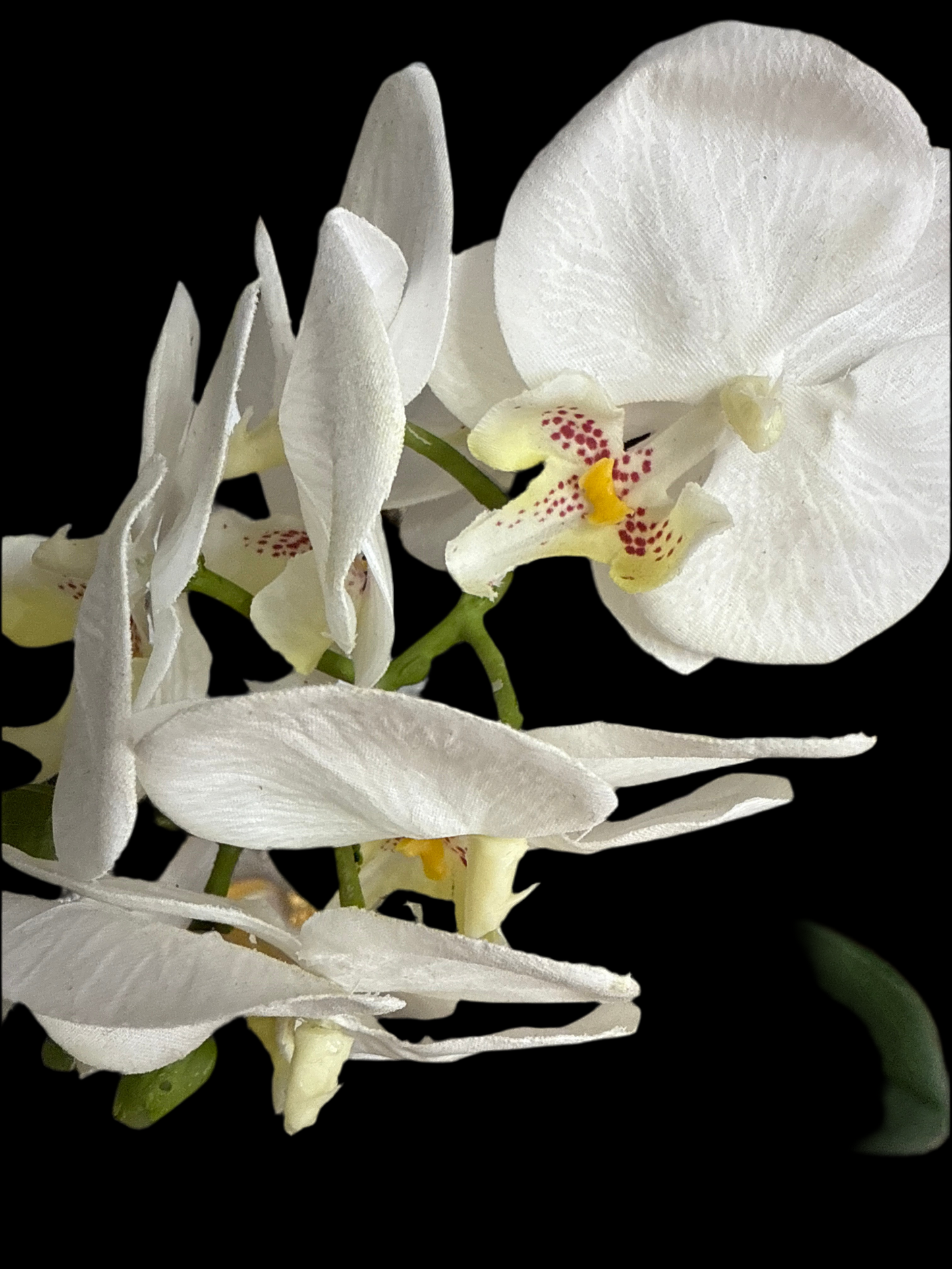 21 Inch Timeless White Orchid