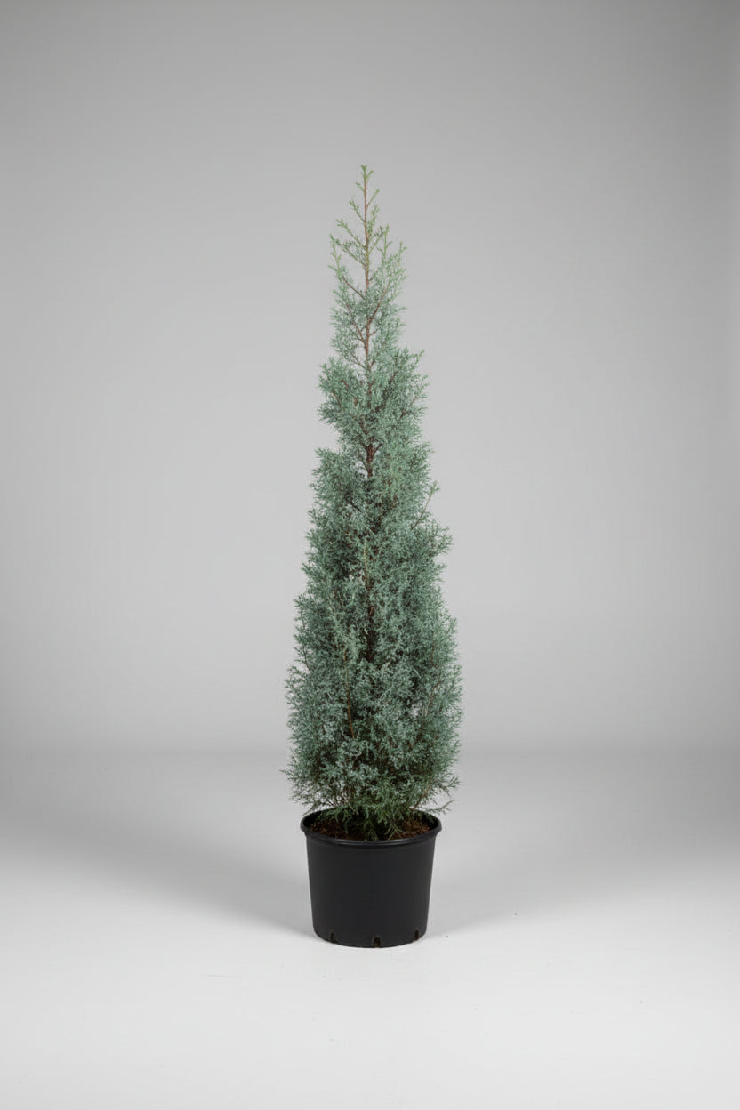 Carolina Sapphire Cypress – 7 Gallon Cone Shape (Cupressus arizonica var. glabra ‘Carolina Sapphire’)
