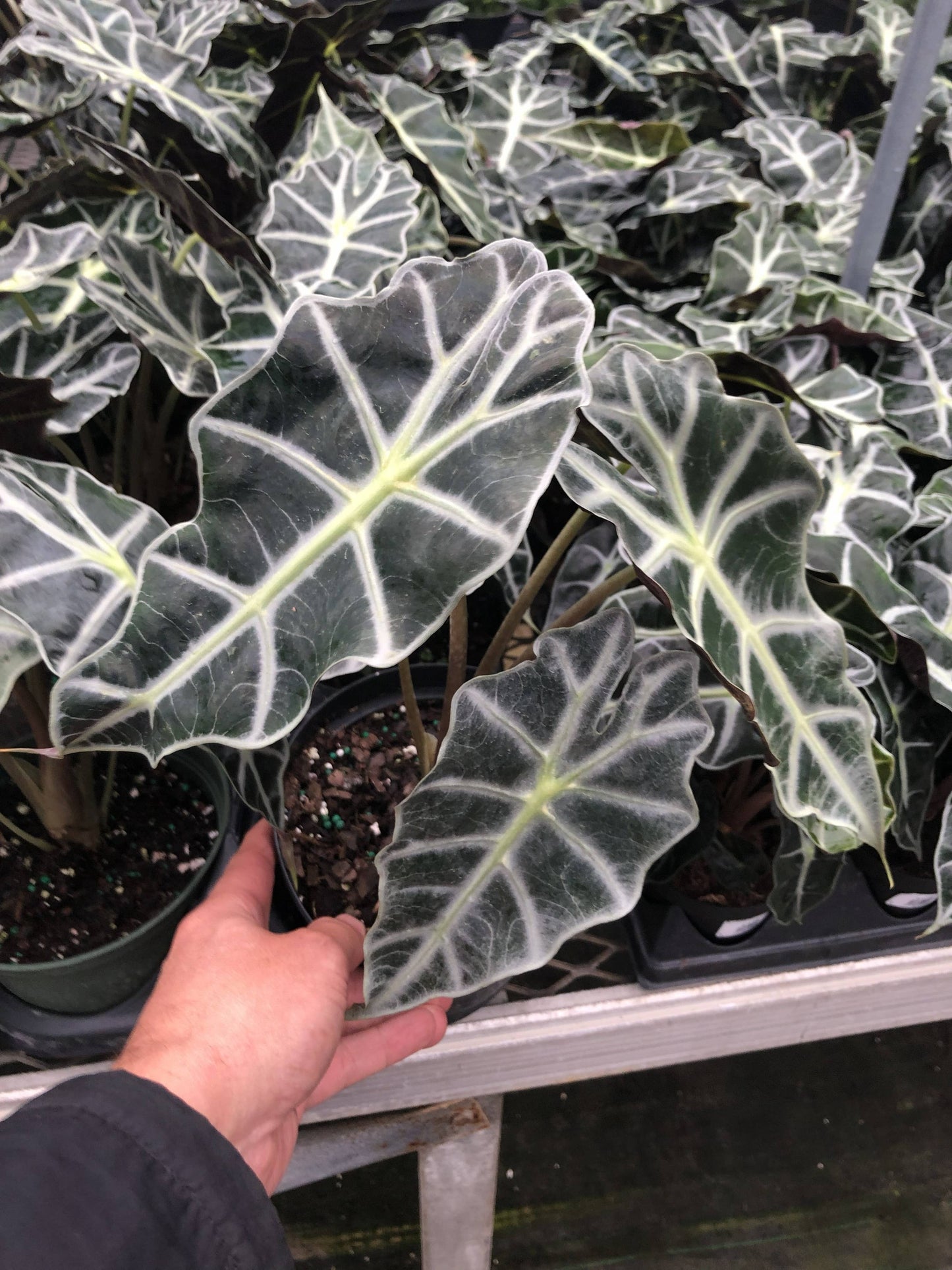 4" Alocasia Poly