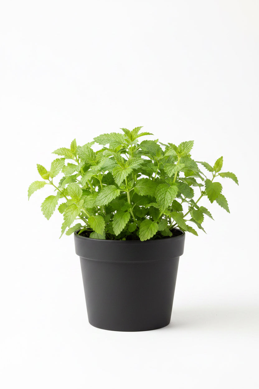 Lemon Balm (Quart size)