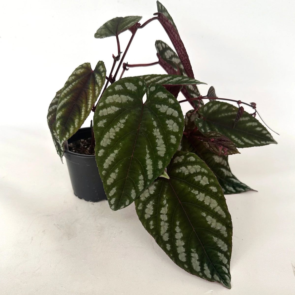 Cissus Discolor 'Rex Begonia Vine' – 8" Hanging Basket