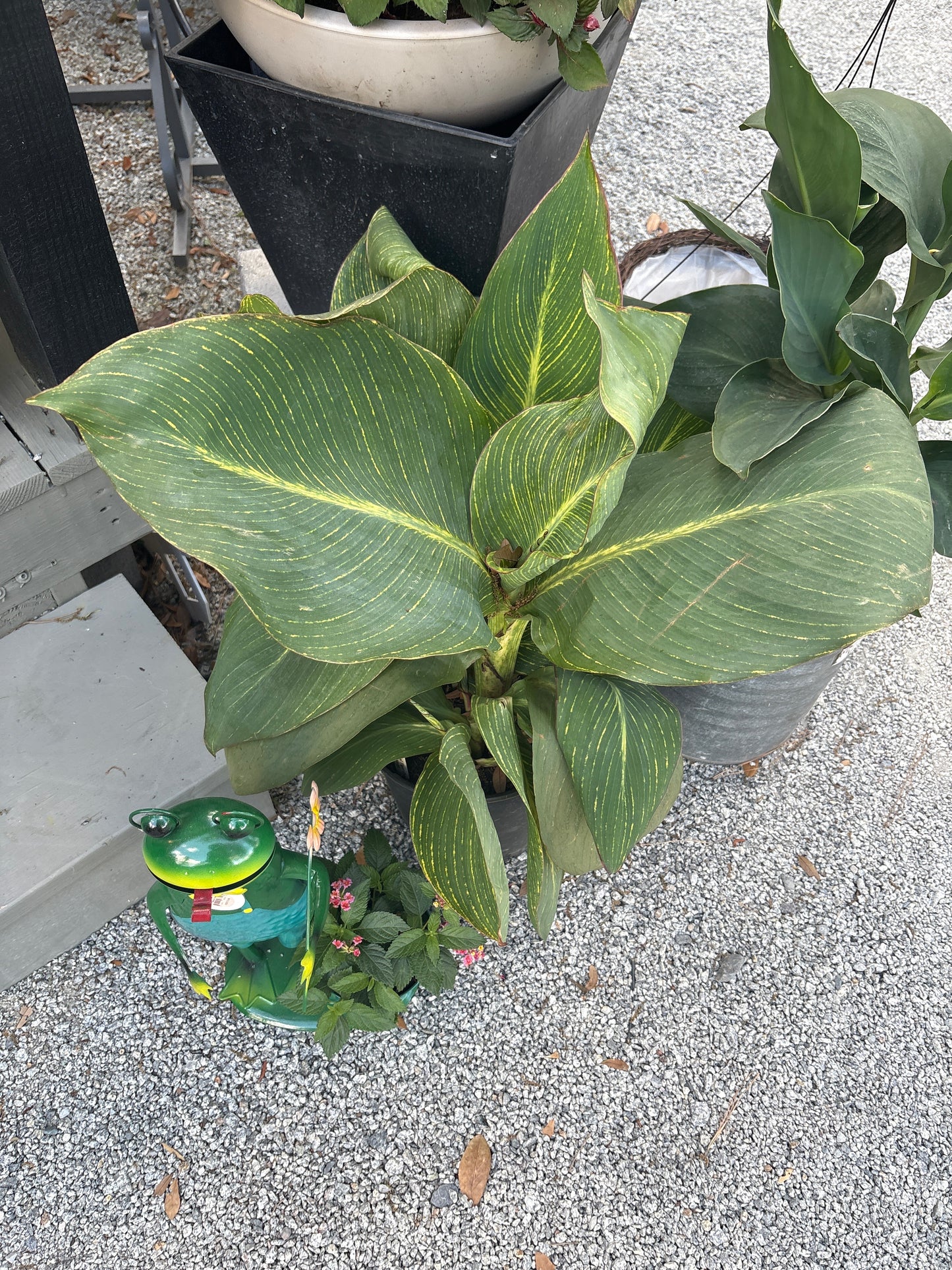 Bengal Tiger Canna (3 Gallon)