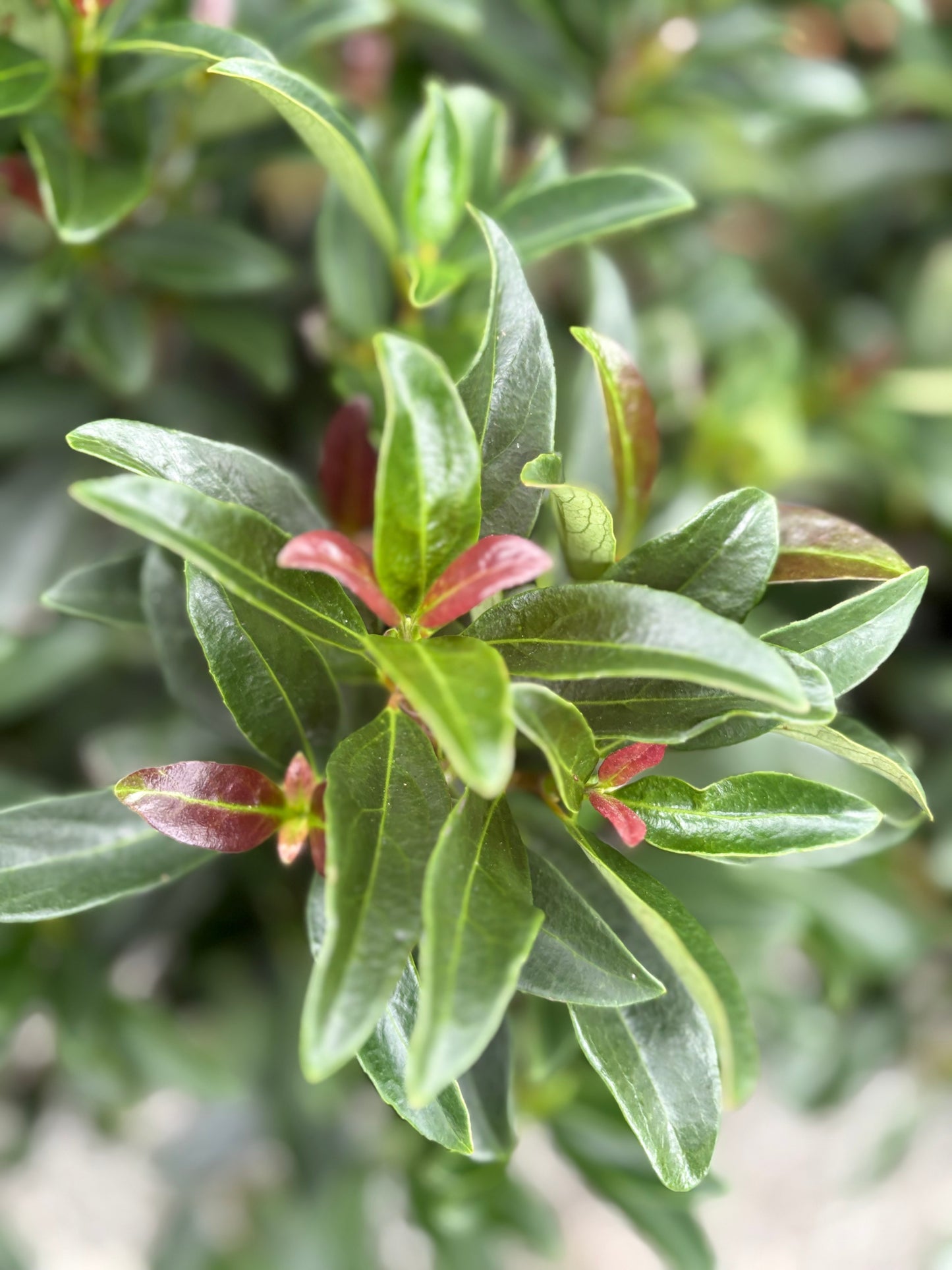 Viburnum Coppertop™