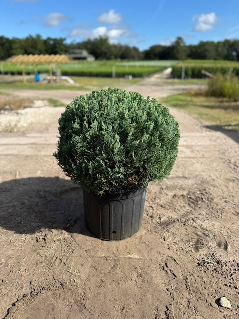 Grey Owl Juniper – 7 Gallon