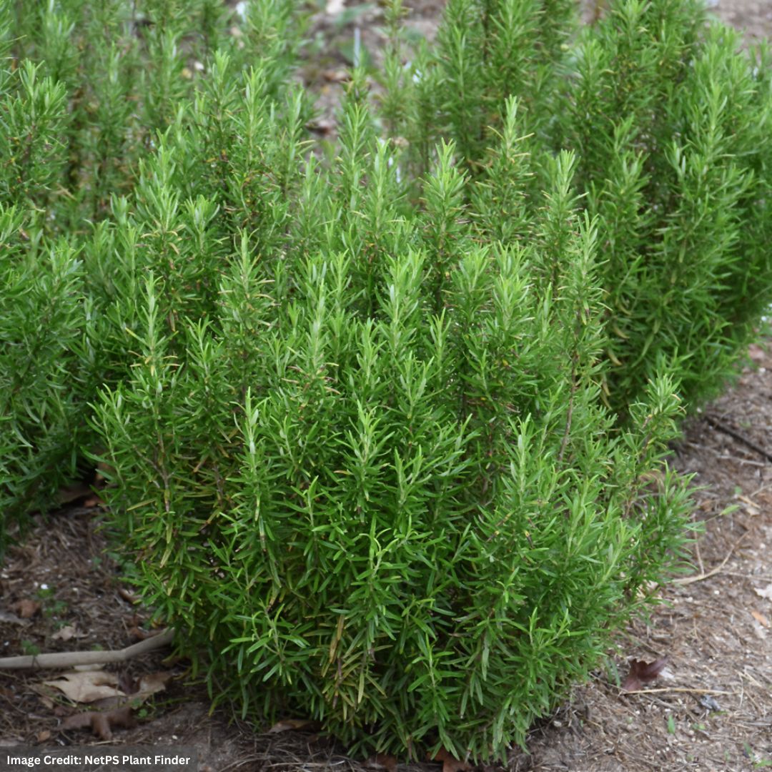 Barbecue Rosemary – 1 Quart 🌿🔥✨