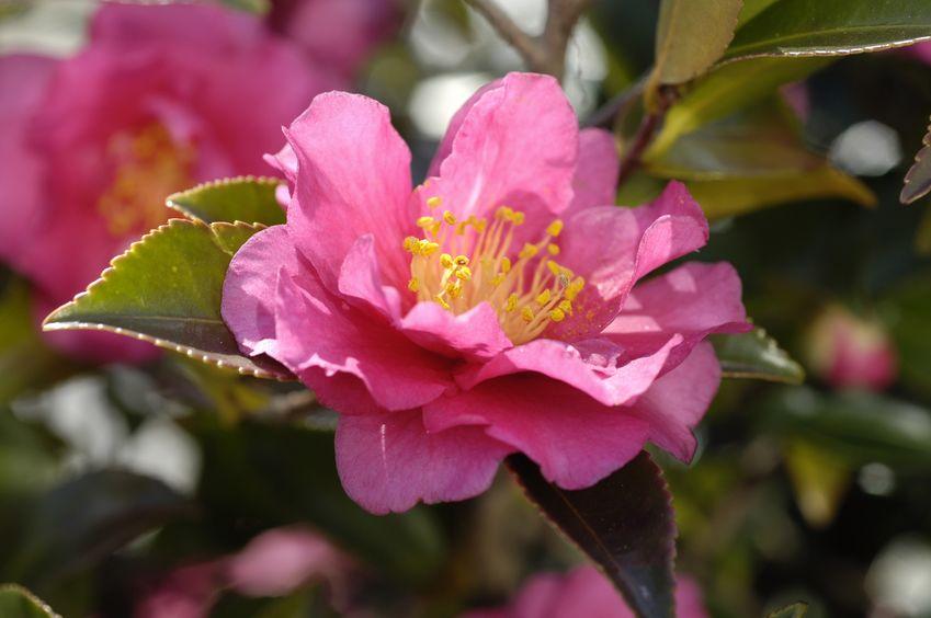 🌸 Early Autumn Camellia (Camellia sasanqua) — 1 Gallon