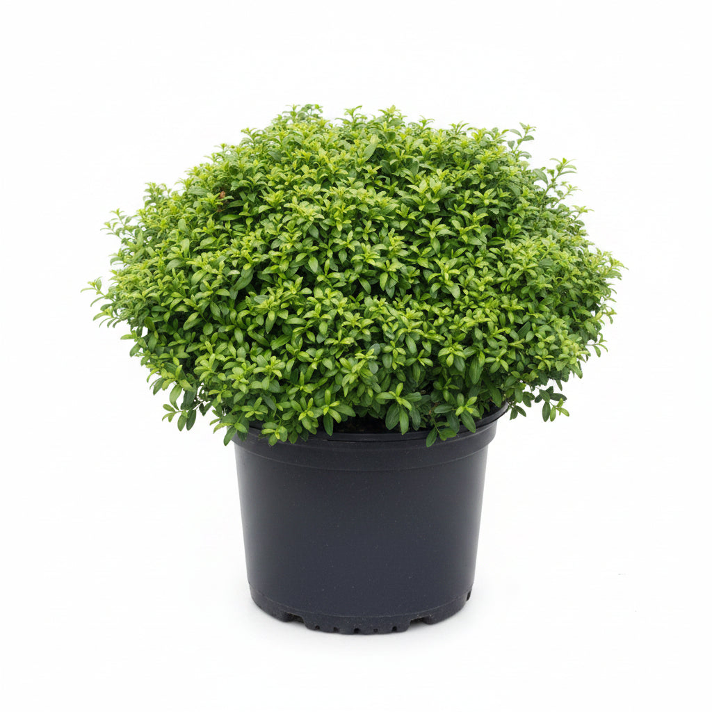 Soft Touch® Holly (3 Gallon)