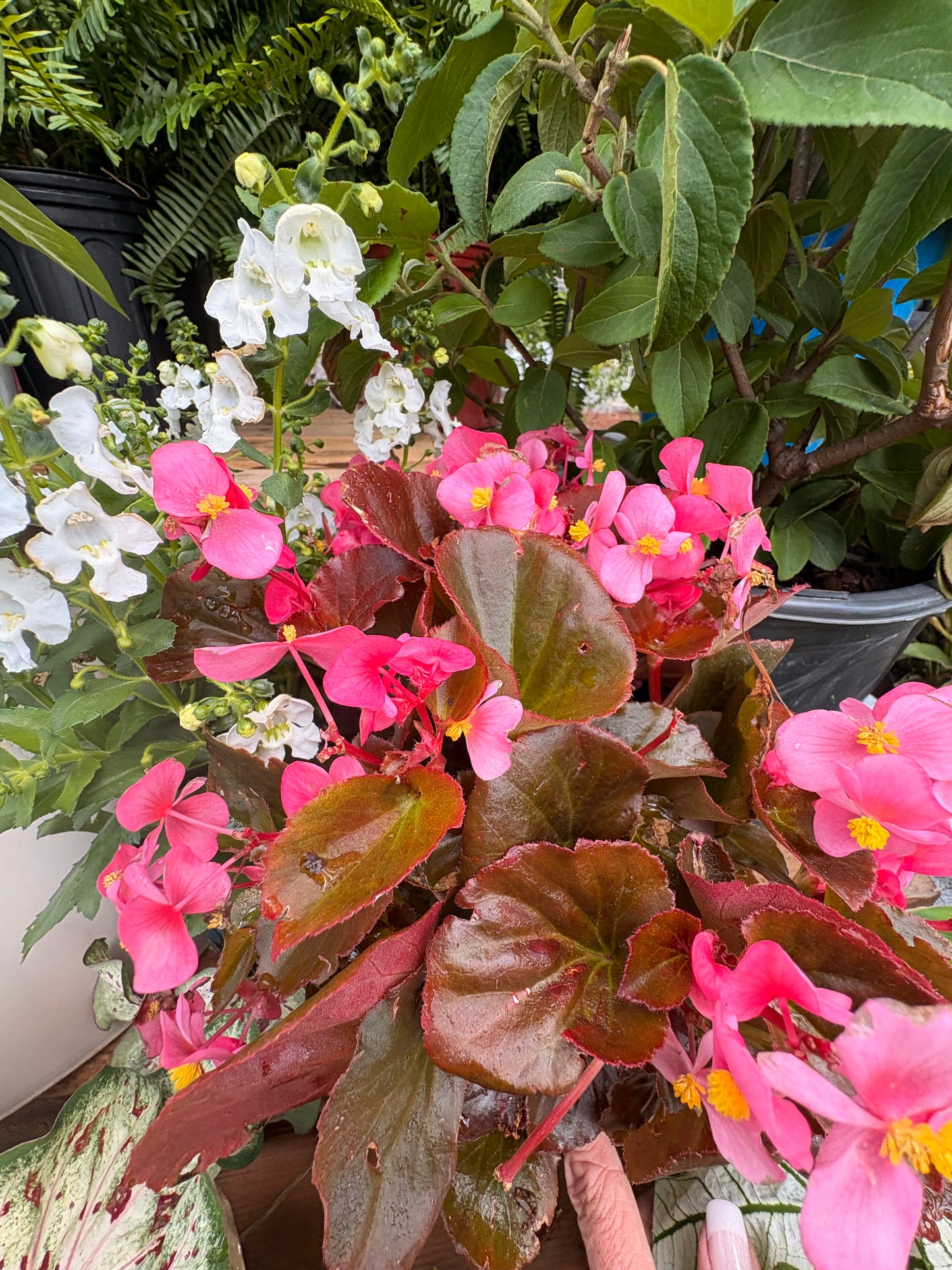 Pink Begonia (1 Gallon)