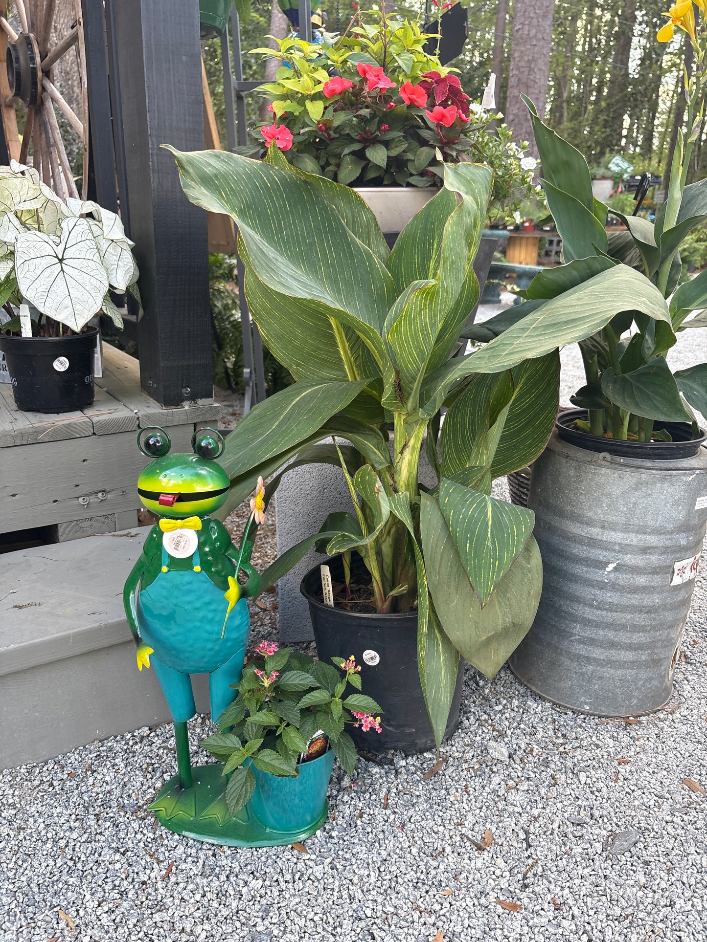 Bengal Tiger Canna (3 Gallon)